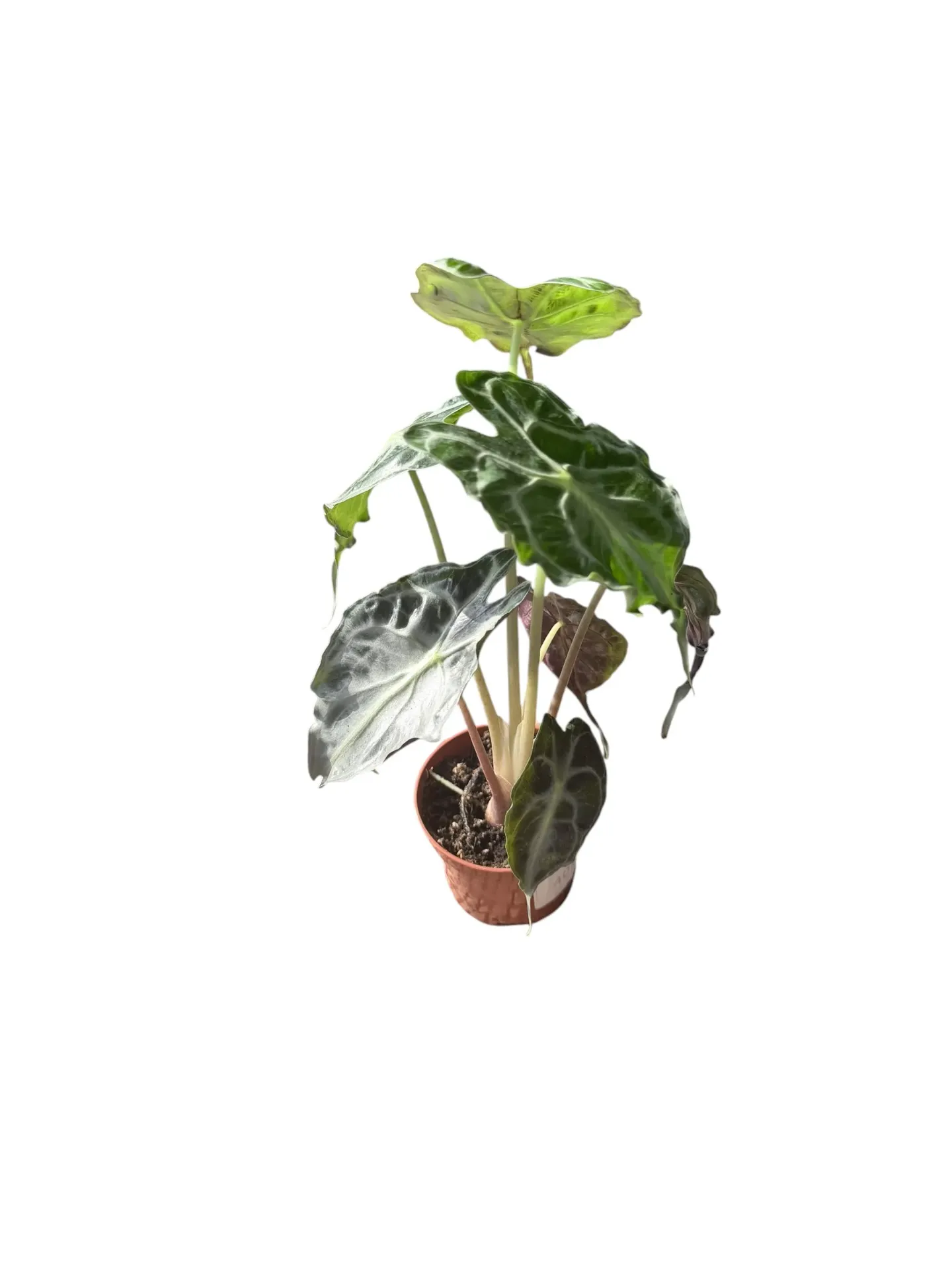 Alocasia 'Venom' — Pot Ø 9 cm