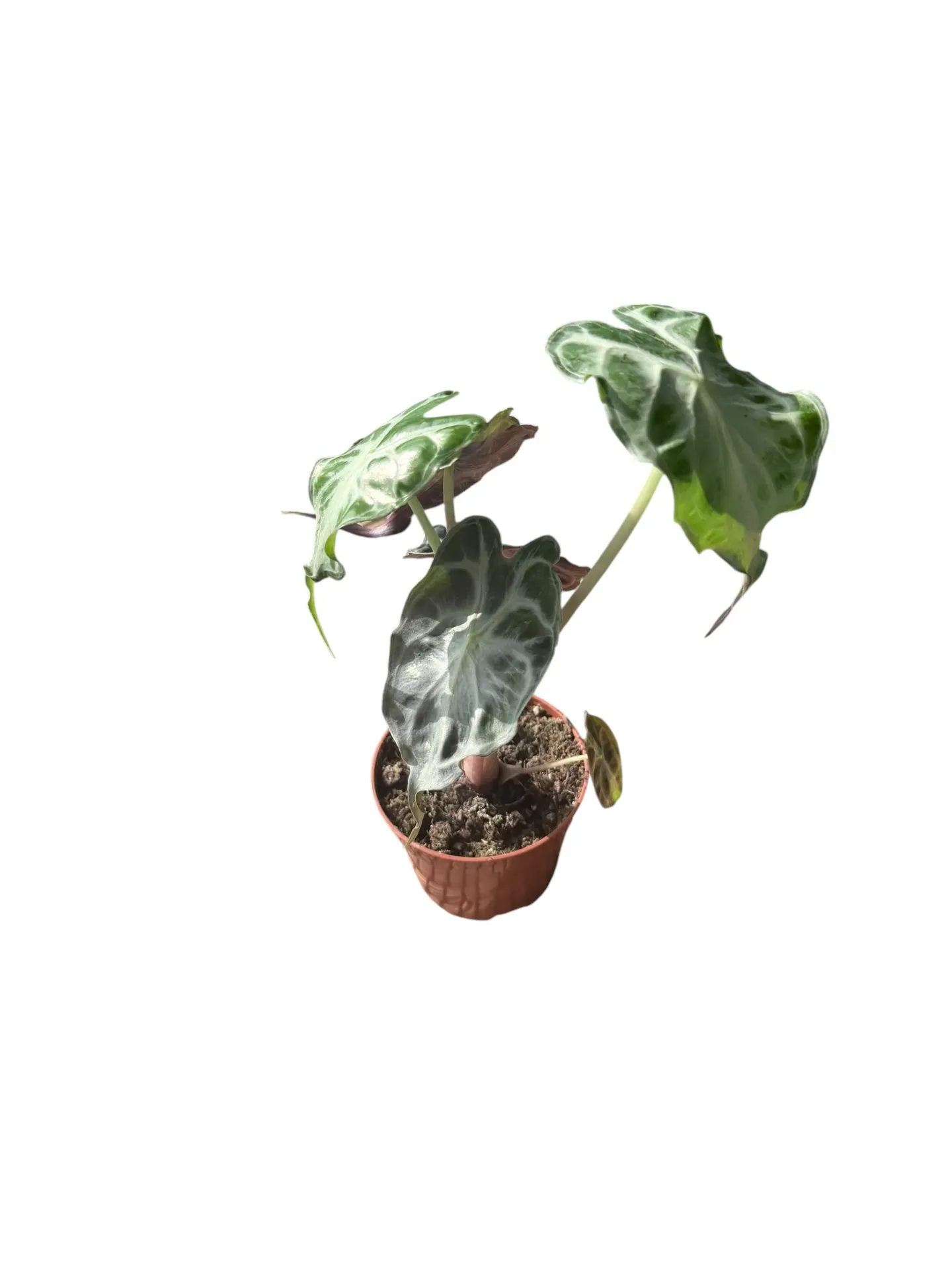 Alocasia 'Venom' — Pot Ø 9 cm