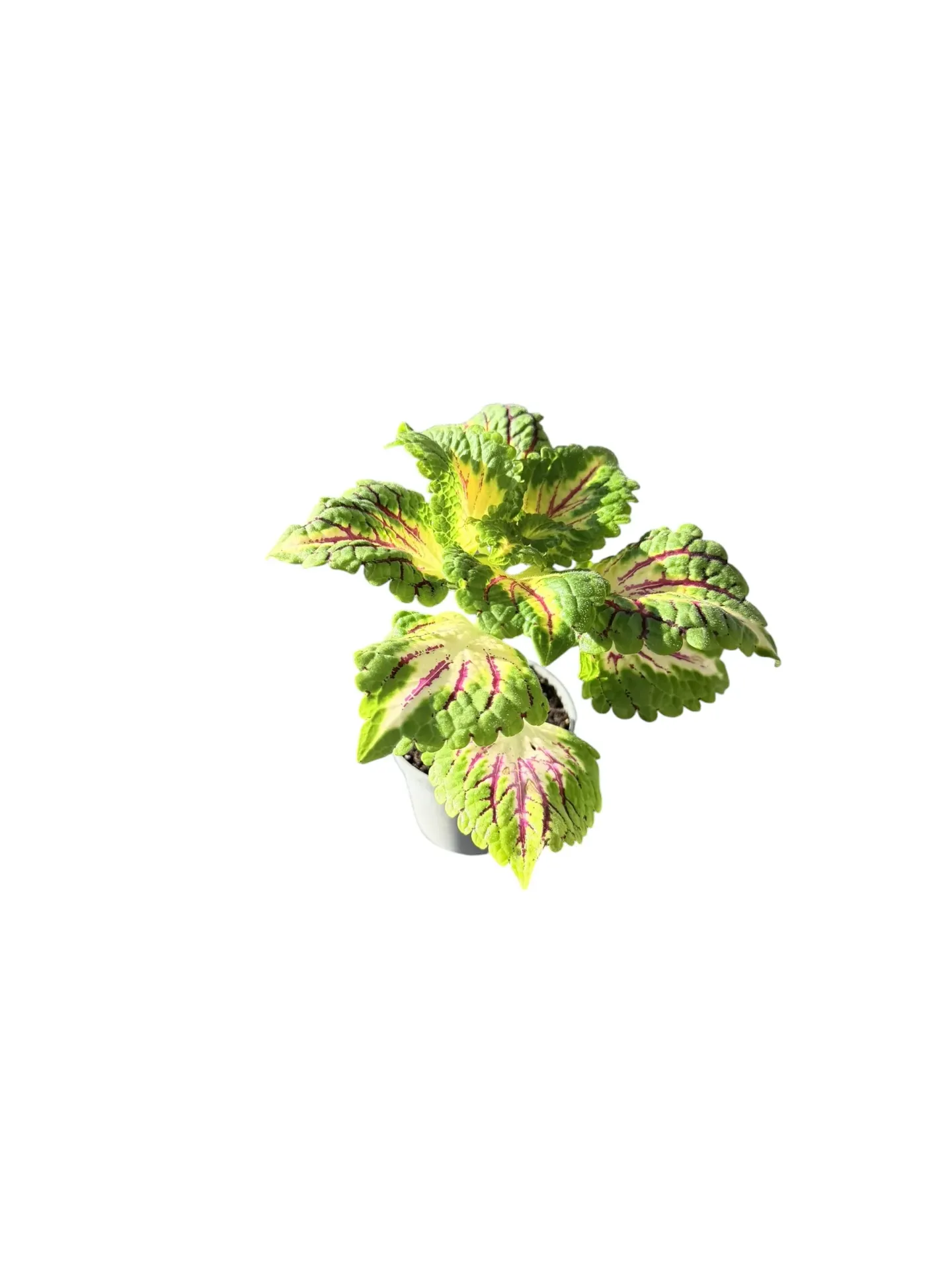 Coleus scutellarioides 'Dragon Heart' — Pot Ø 5 cm