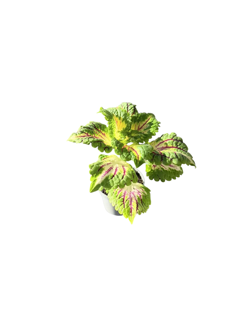 Coleus scutellarioides 'Dragon Heart' — Pot Ø 5 cm