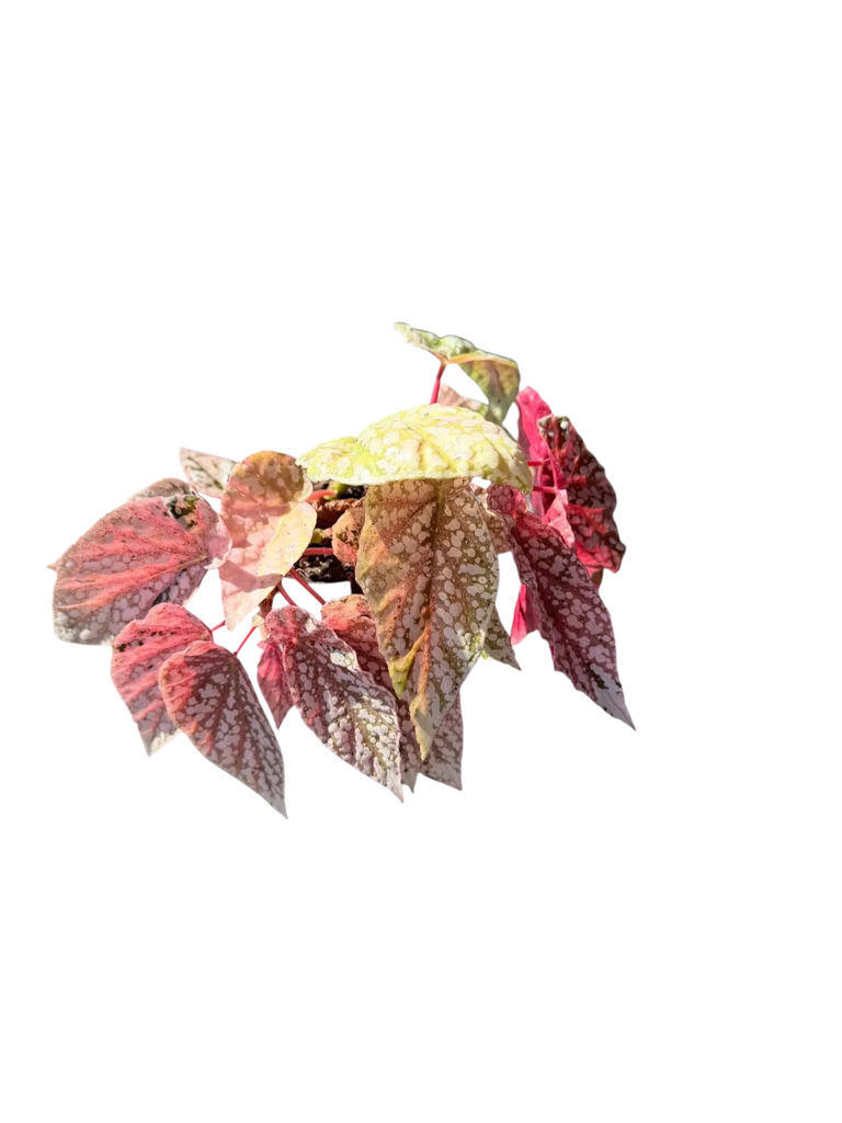 Begonia 'Snow Capped' Variegata — Pot Ø 9 cm