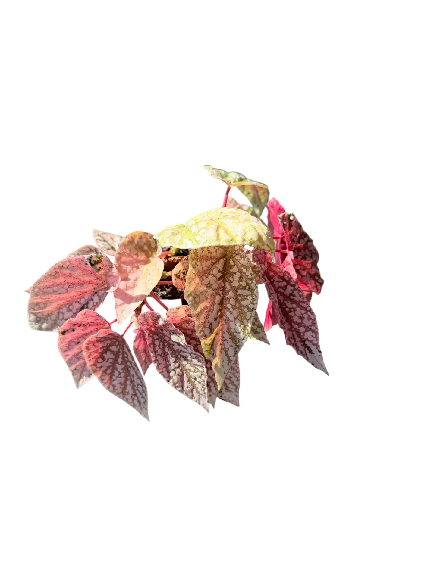 Begonia 'Snow Capped' Variegata — Pot Ø 9 cm