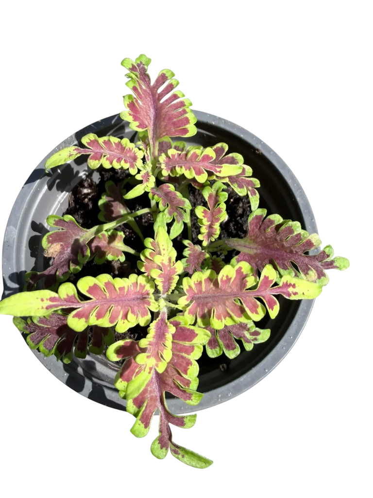 Coleus scutellarioides 'Skeletal' — Pot Ø 9 cm