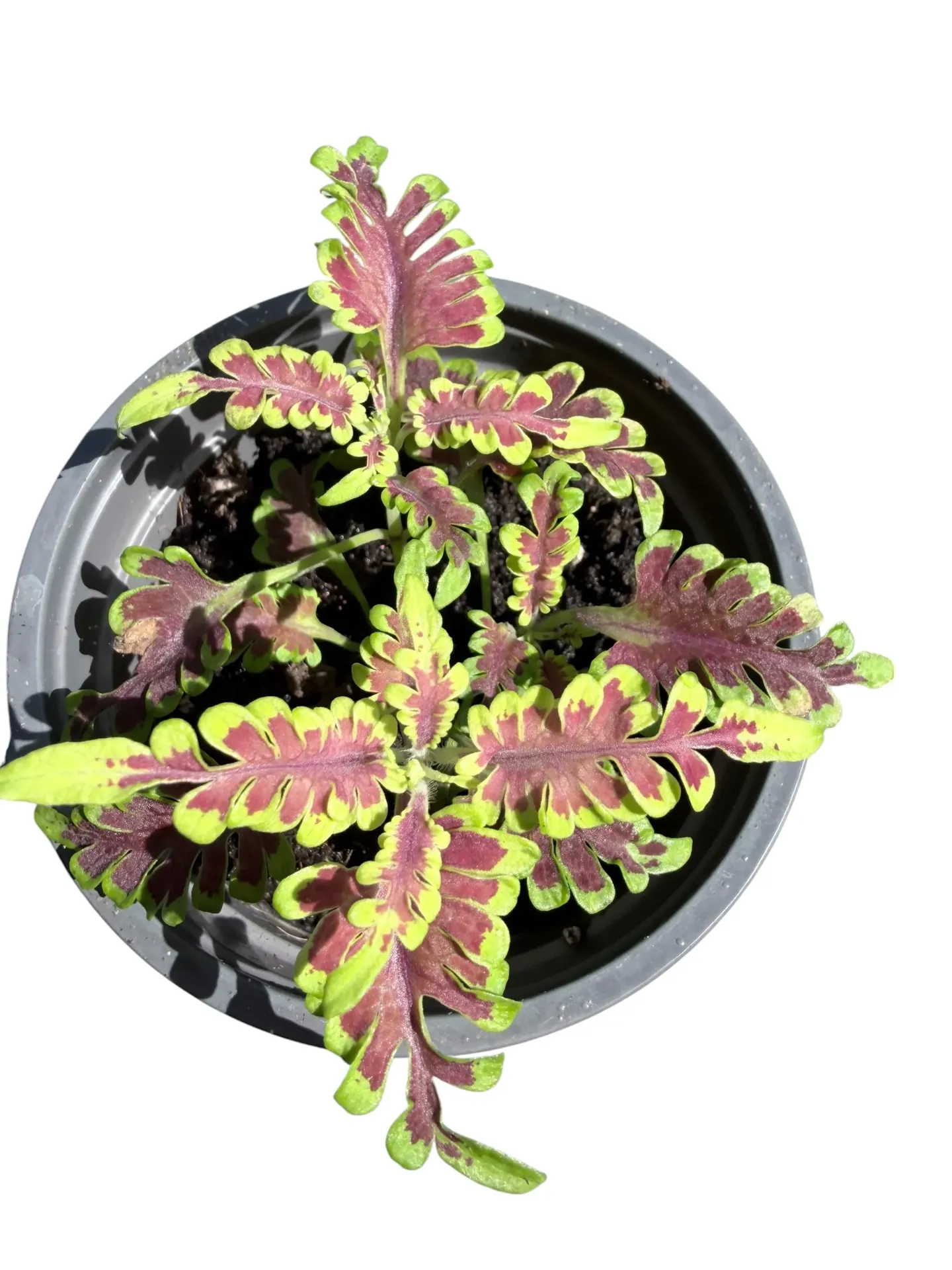 Coleus scutellarioides 'Skeletal' — Pot Ø 9 cm