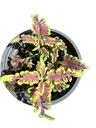 Coleus scutellarioides 'Skeletal' — Pot Ø 9 cm
