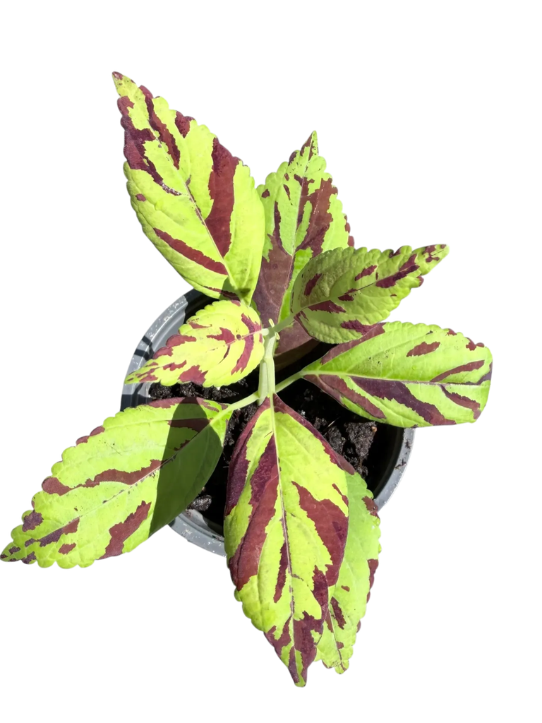 Coleus scutellarioides 'Golden Dreams' — Pot Ø 9 cm