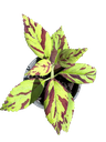 Coleus scutellarioides 'Golden Dreams' — Pot Ø 9 cm