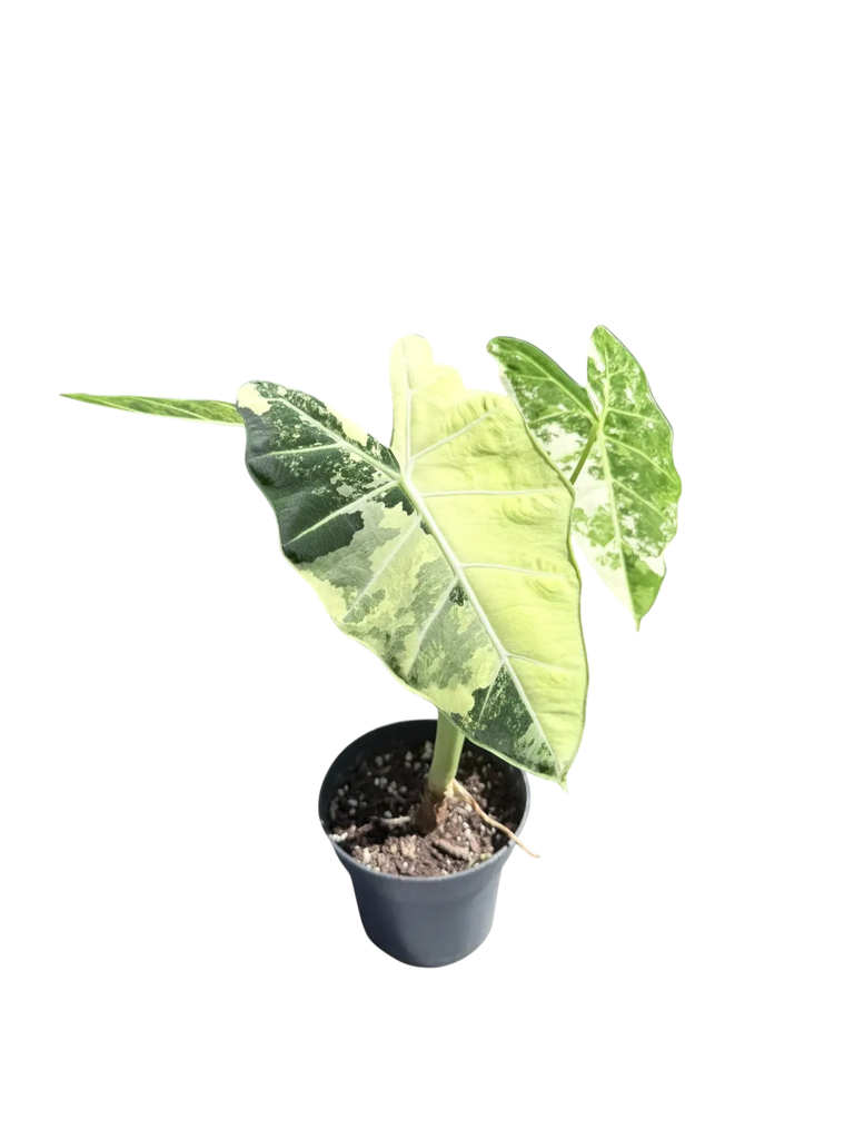 Alocasia micholitziana 'Frydek' Variegata — Pot Ø 14 cm
