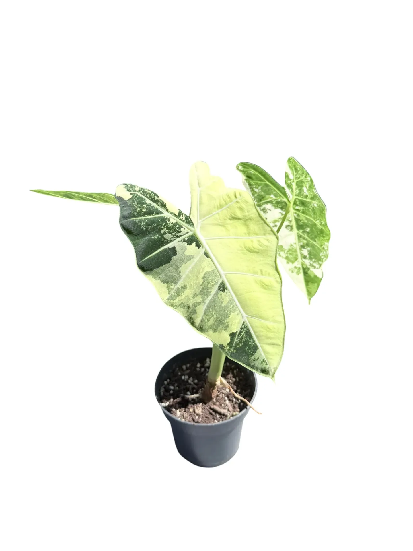 Alocasia micholitziana 'Frydek' Variegata — Pot Ø 14 cm
