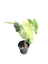 Alocasia micholitziana 'Frydek' Variegata — Pot Ø 14 cm
