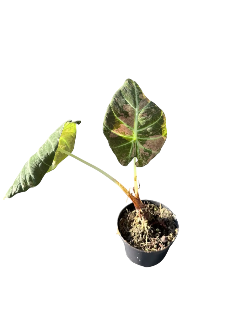 Alocasia 'Black Velvet' Pink Variegata — Pot Ø 9 cm