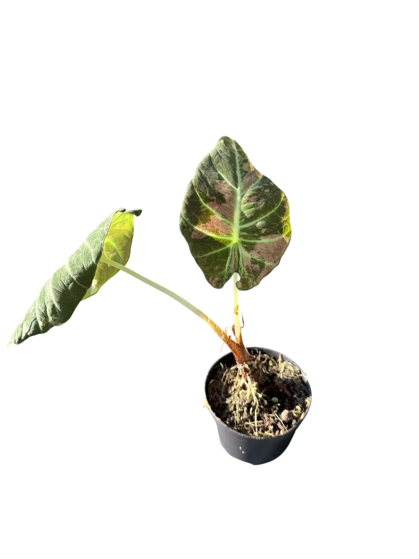 Alocasia 'Black Velvet' Pink Variegata — Pot Ø 9 cm
