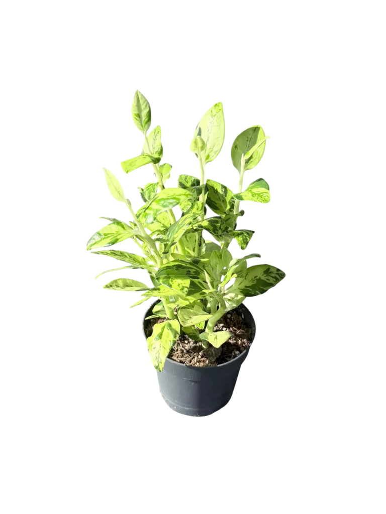 Pedilanthus tithymaloides variegata — Pot Ø 10 cm