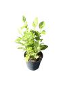 Pedilanthus tithymaloides variegata — Pot Ø 10 cm