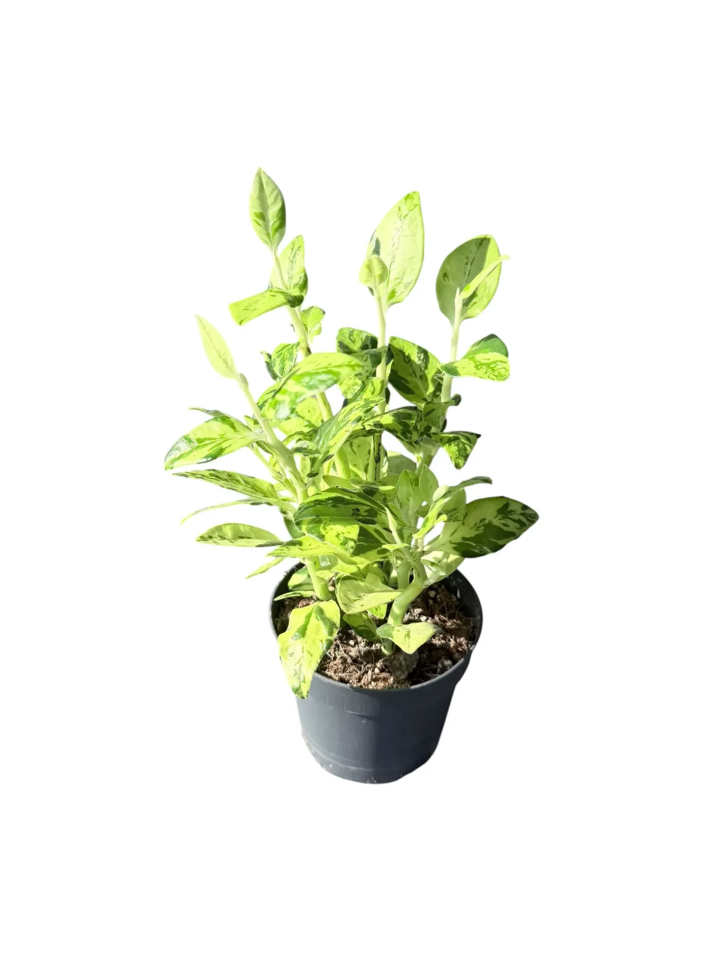 Pedilanthus tithymaloides variegata — Pot Ø 10 cm