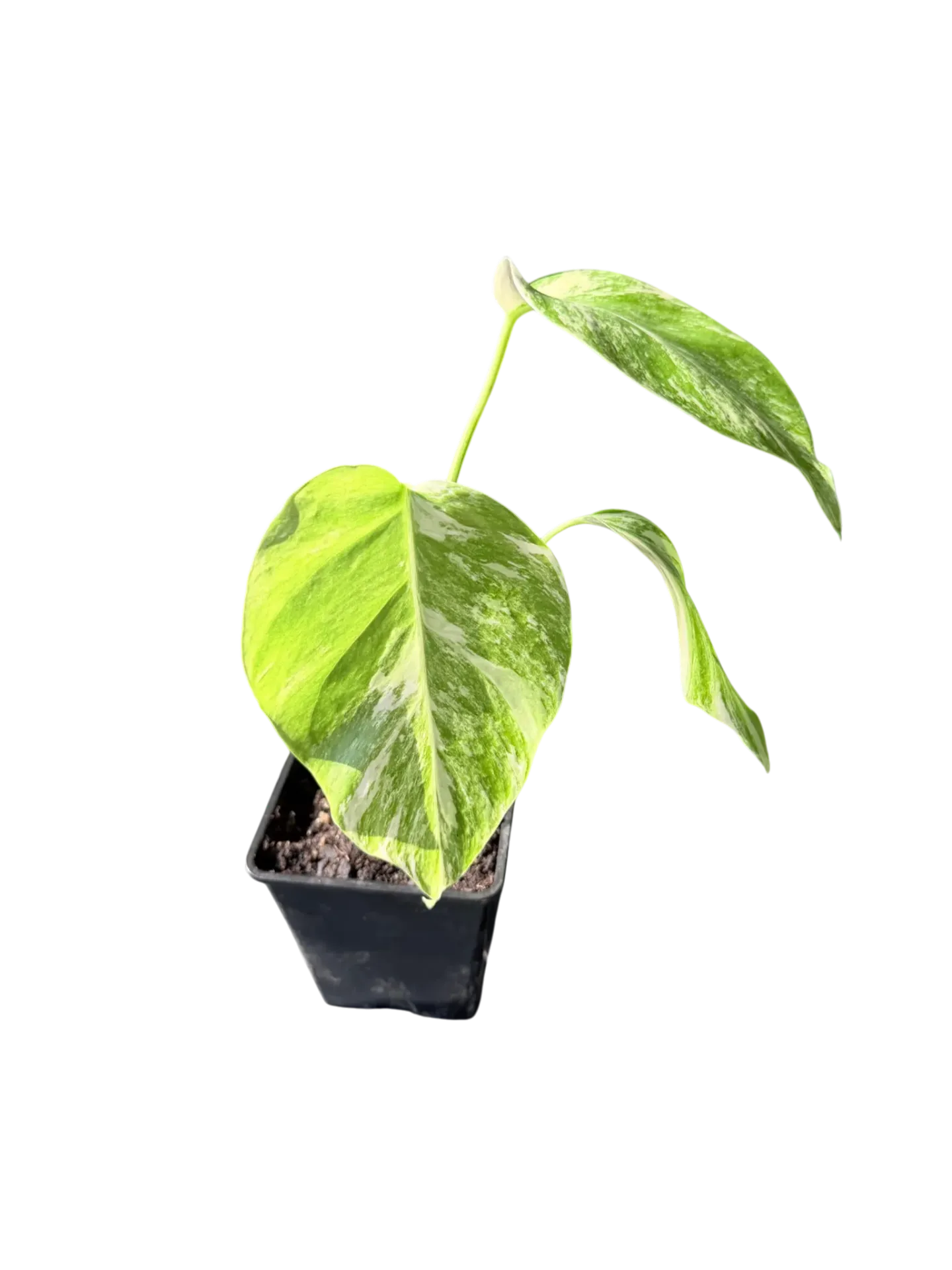 Monstera borsigiana "albo" variegata — Pot Ø 10 cm