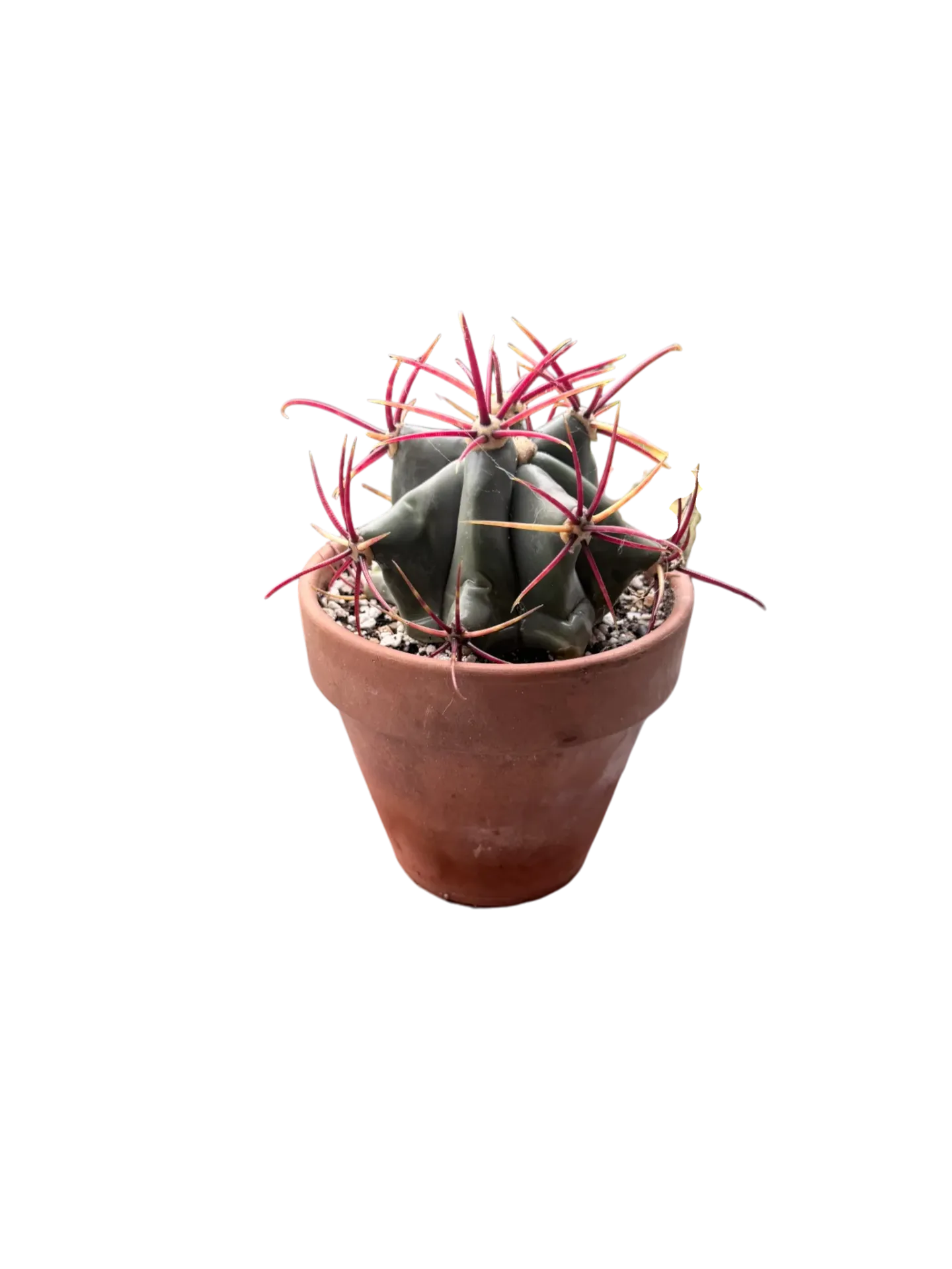 Ferocactus sp. — Pot Ø 12 cm
