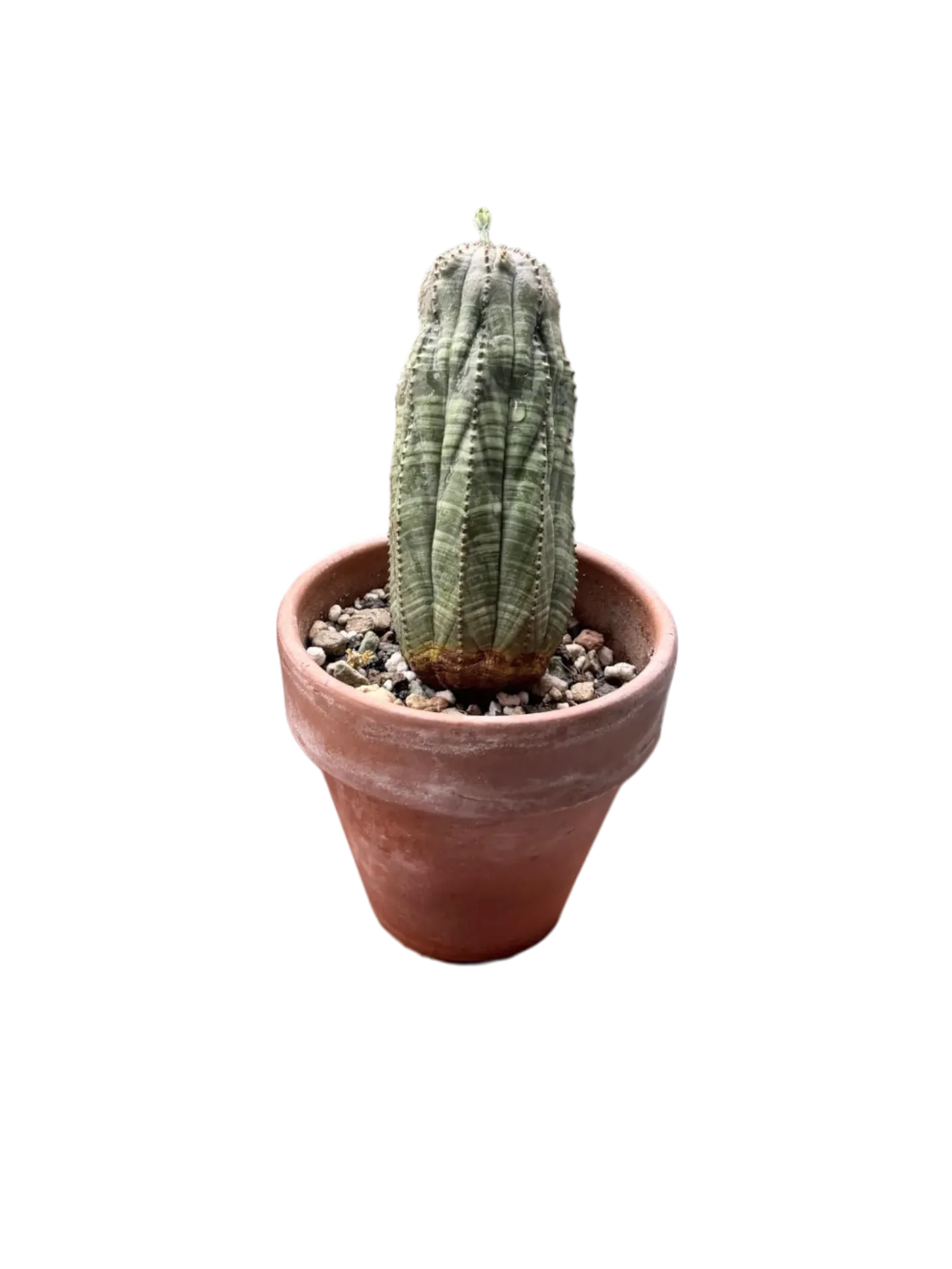 Euphorbia obesa — Pot Ø 9 cm