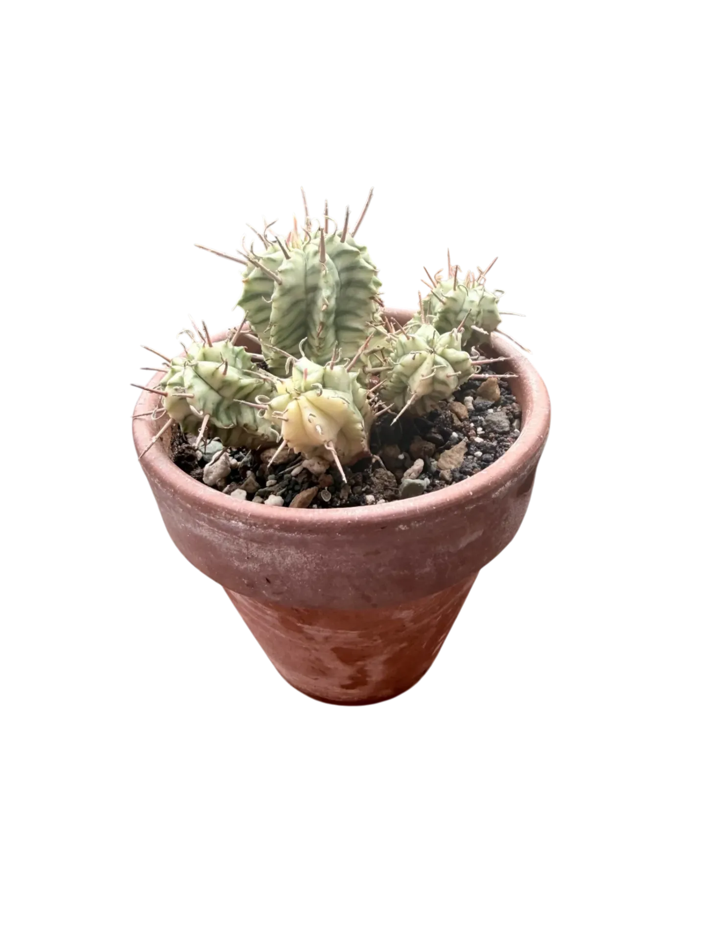 Euphorbia meliformis variegata — Pot Ø 9 cm