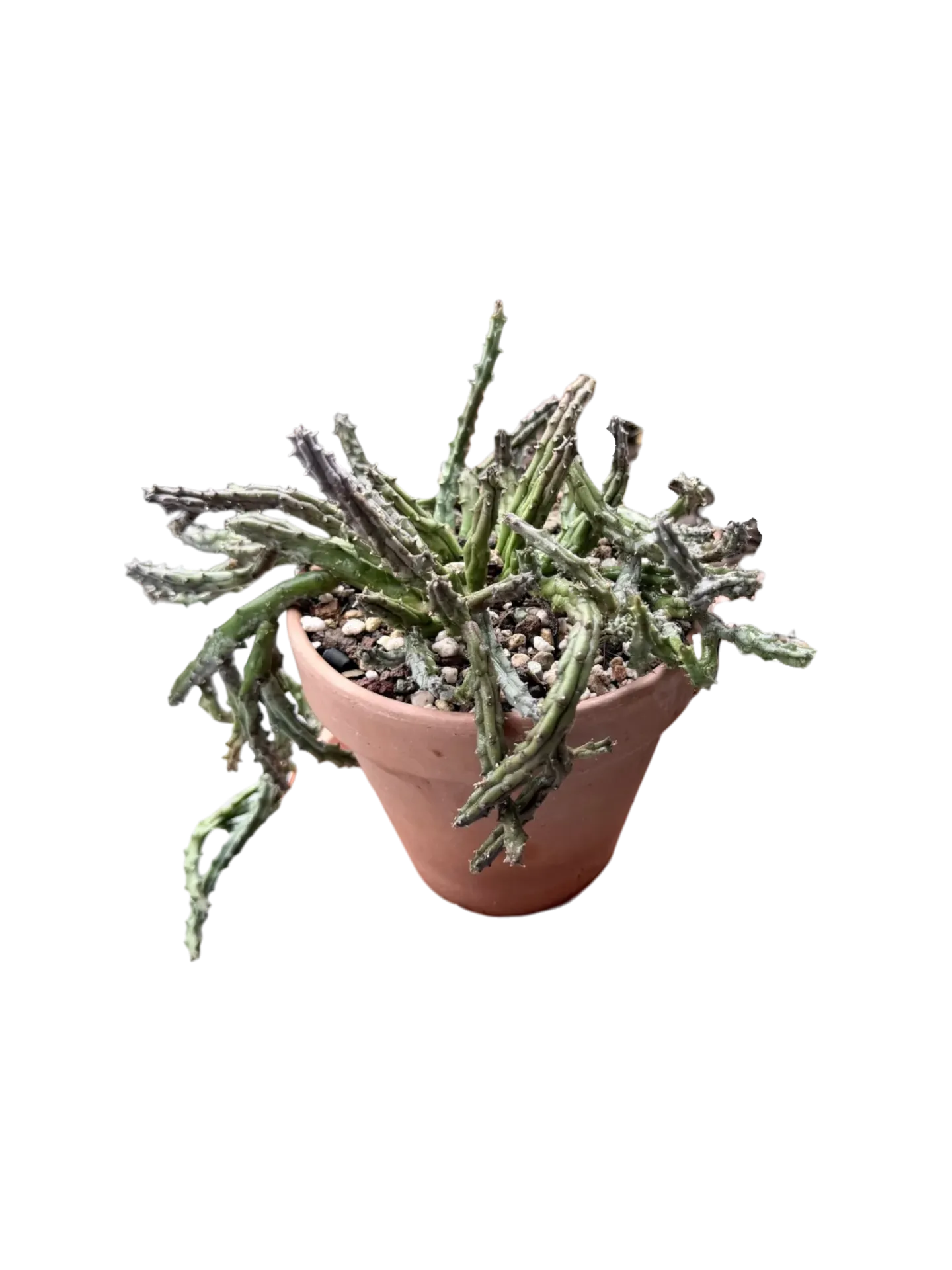 Euphorbia namuskluftensis — Pot Ø 9 cm