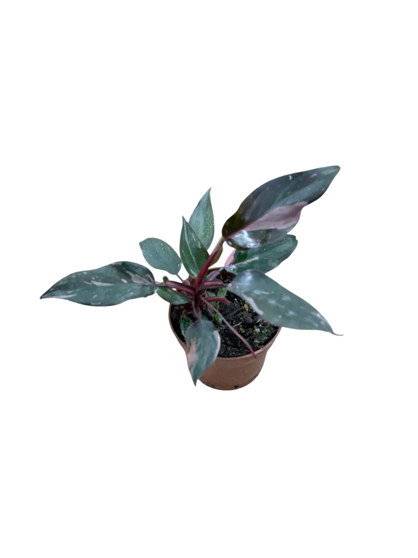 Philodendron erubescens 'Pink Princess' — Pot Ø 10 cm