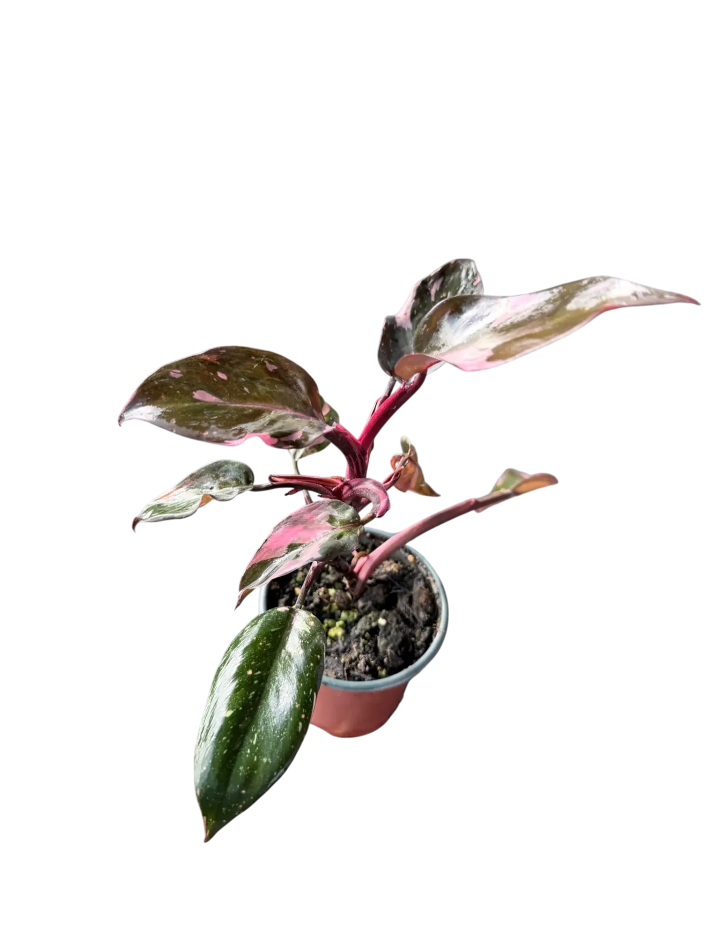 Philodendron erubescens 'Pink Princess' — Pot Ø 10 cm