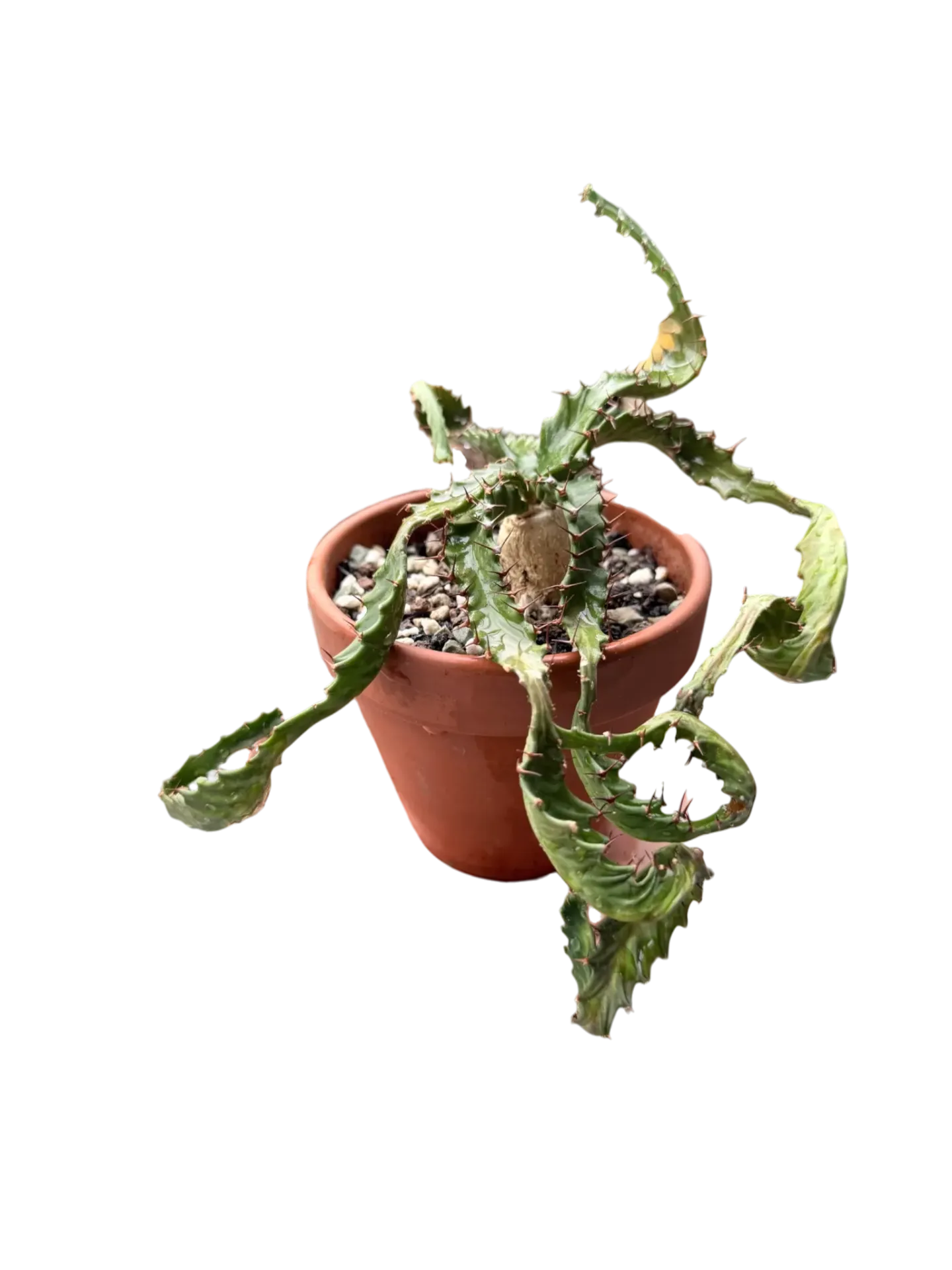 Euphorbia stellata — Pot Ø 9 cm