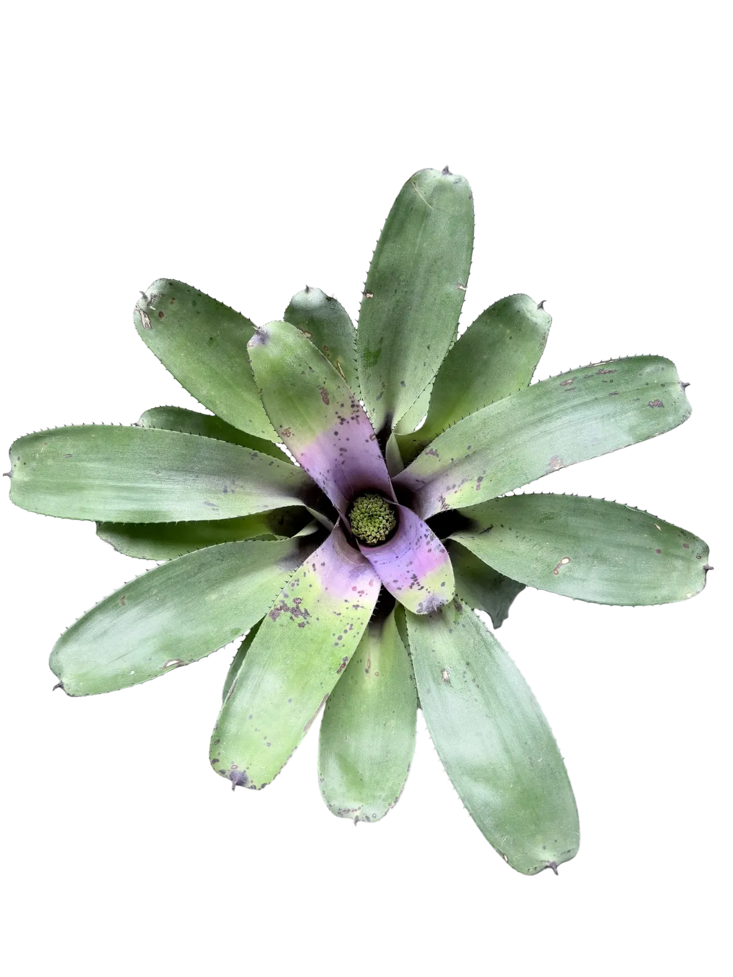 Neoregelia concentrica — Pot Ø 14 cm