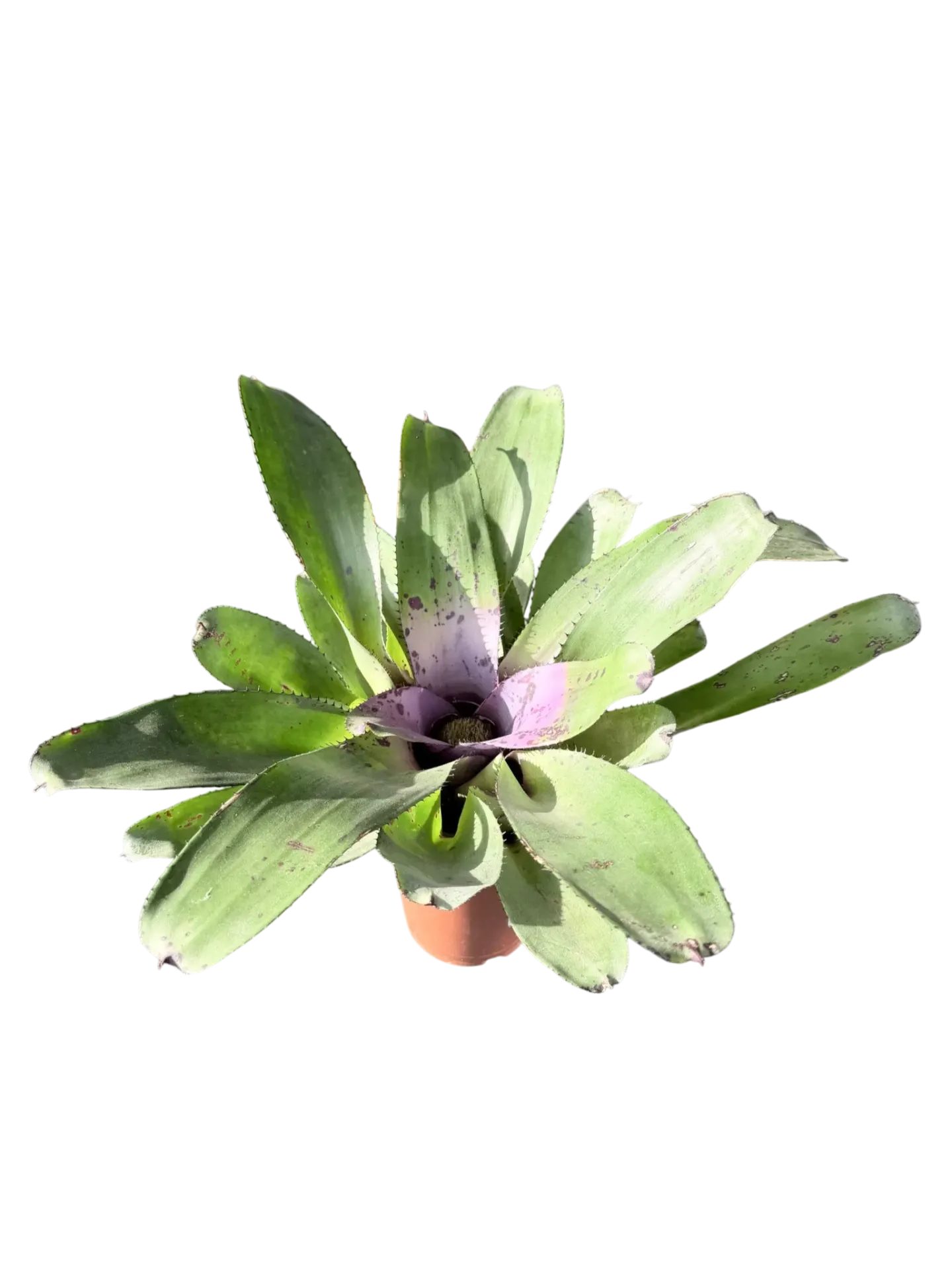 Neoregelia concentrica — Pot Ø 14 cm