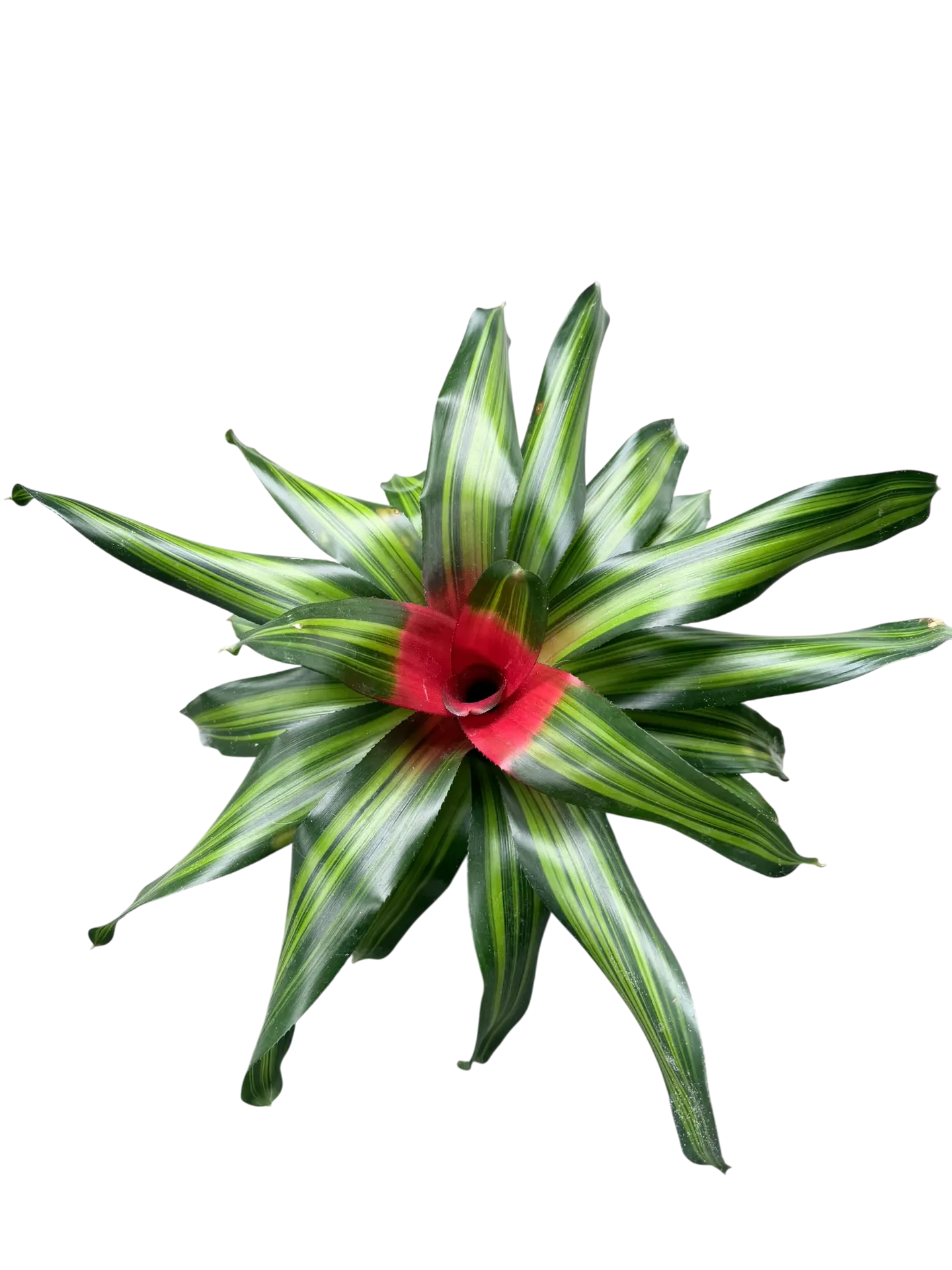 Neoregelia 'Orange Crush' — Pot Ø 14 cm