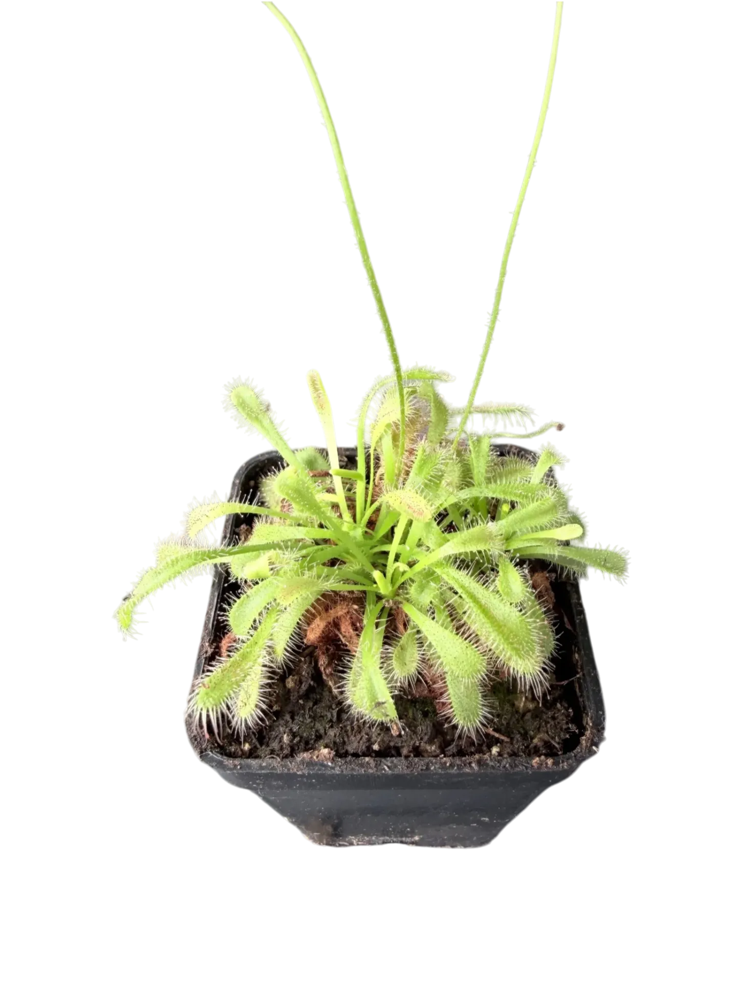 Drosera capensis × aliciae — Pot Ø 5 cm