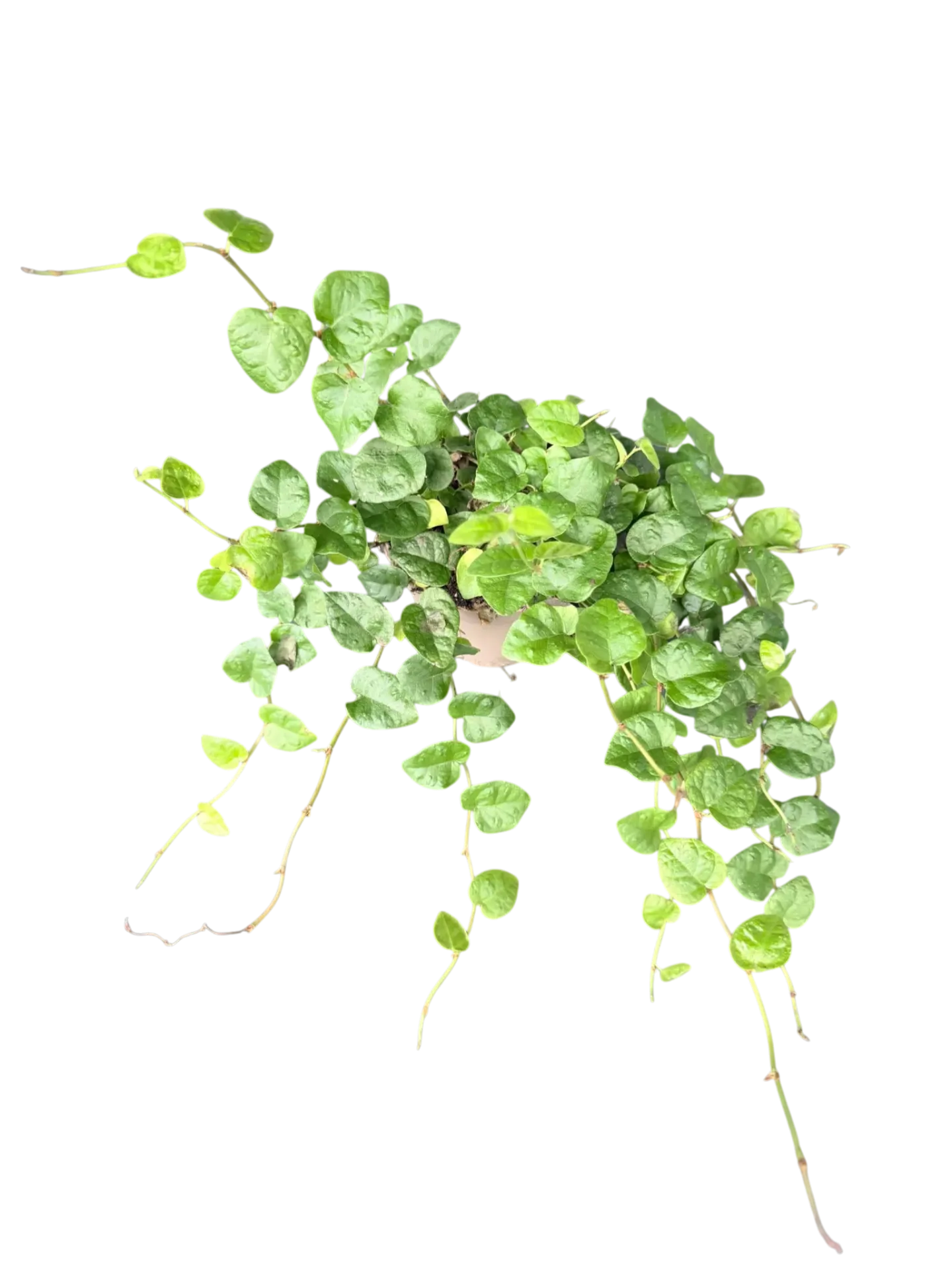 Ficus pumila — Pot Ø 12 cm