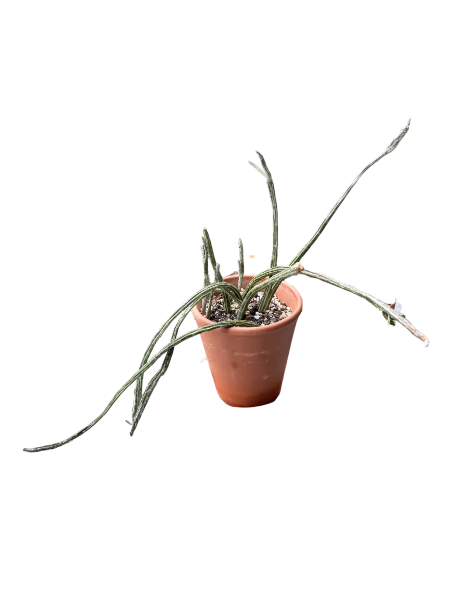 Kleinia stapeliiformis — Pot Ø 12 cm