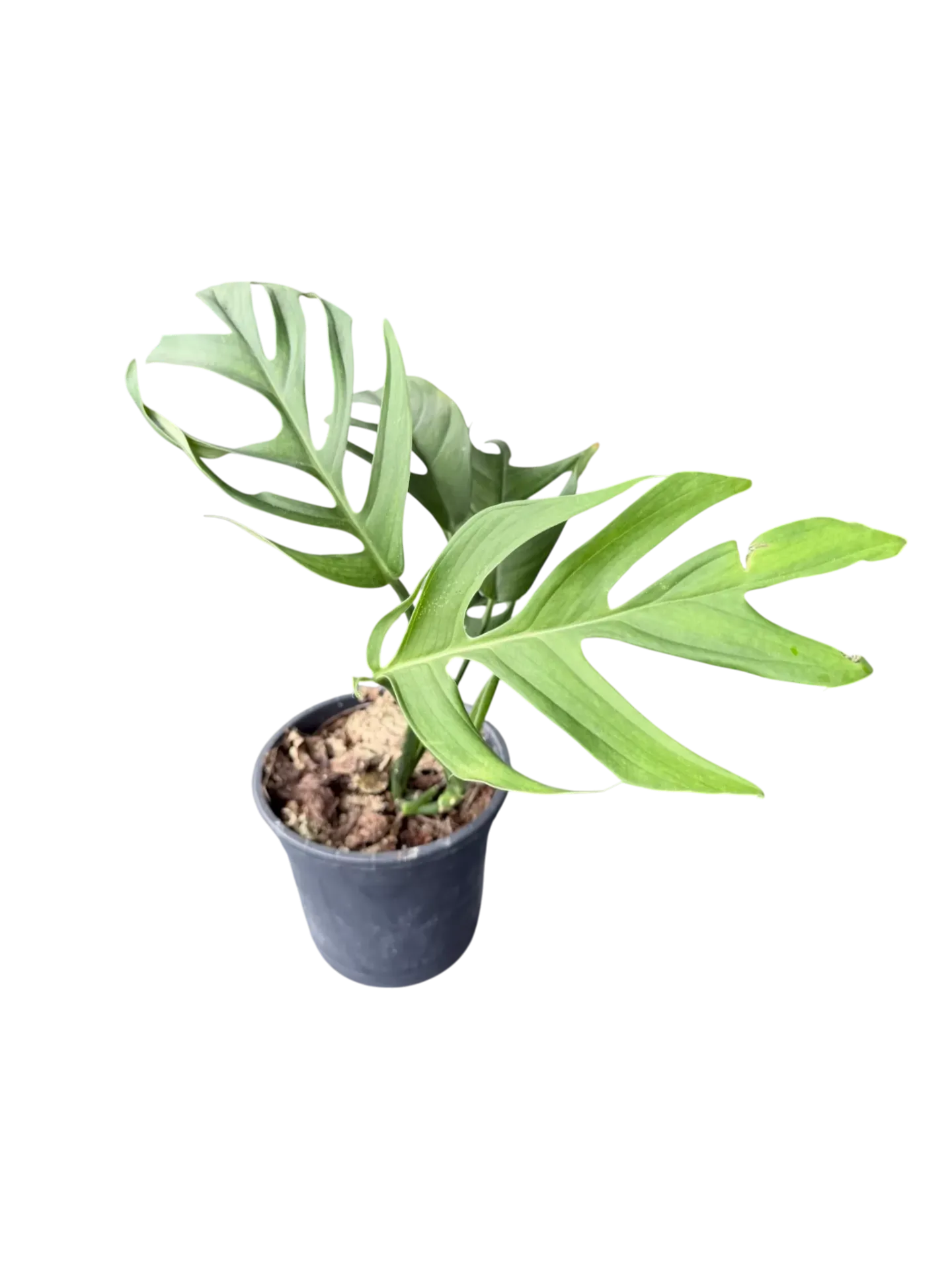 Monstera croatii — Pot Ø 14 cm