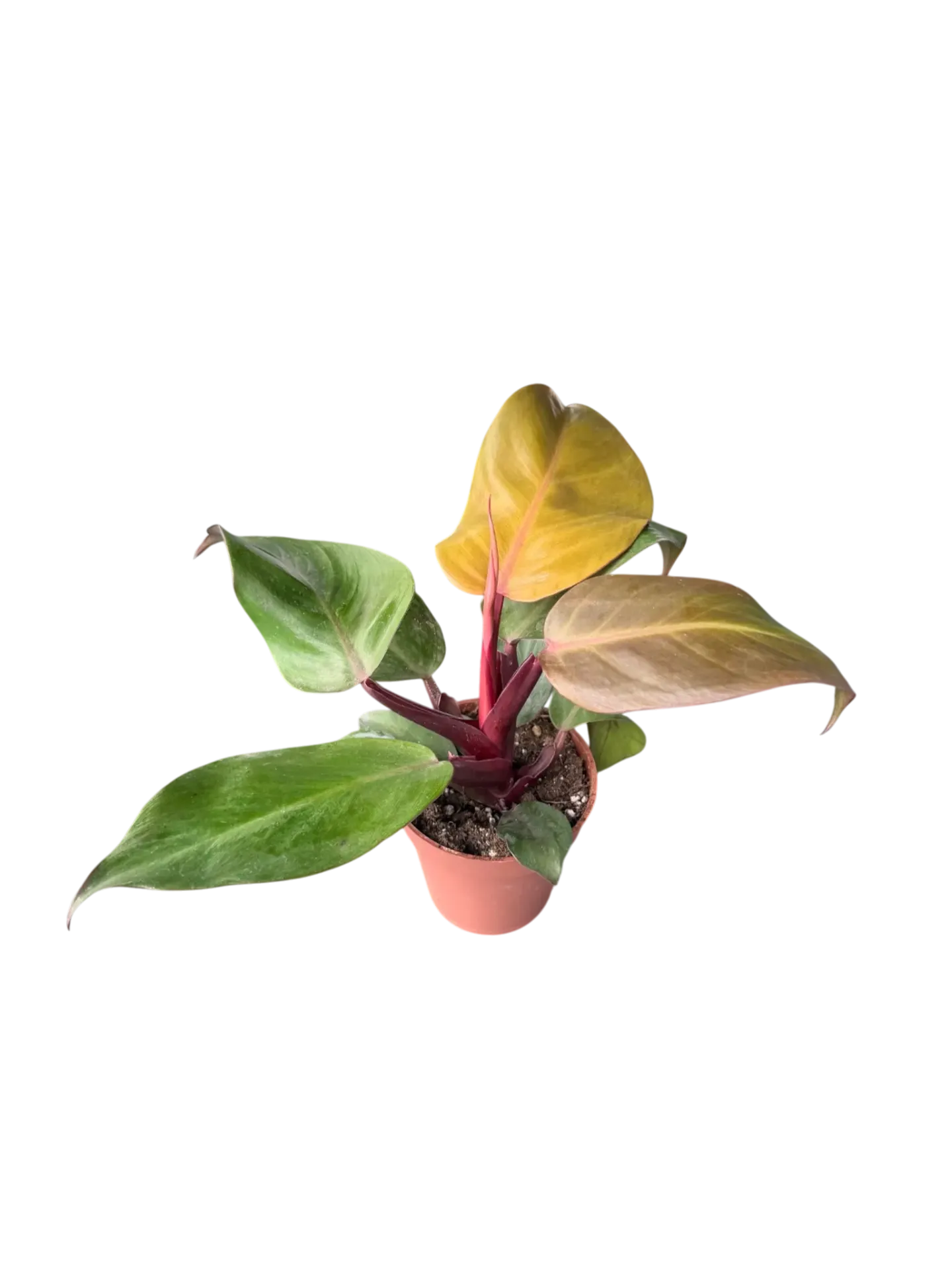 Philodendron erubescens (from seed) — Pot Ø 12 cm