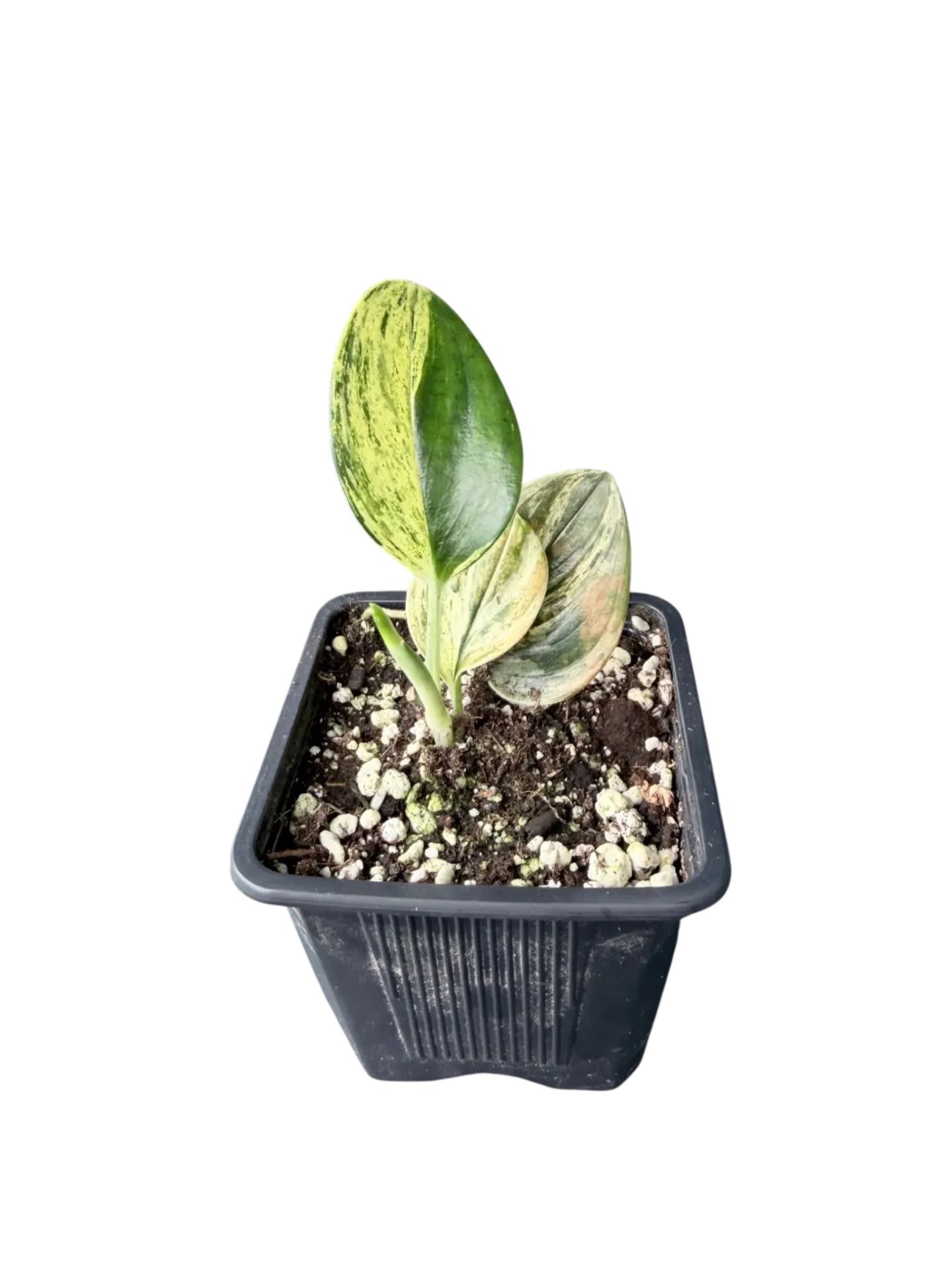 Scindapsus 'Rubicon' variegata — Pot Ø 5 cm