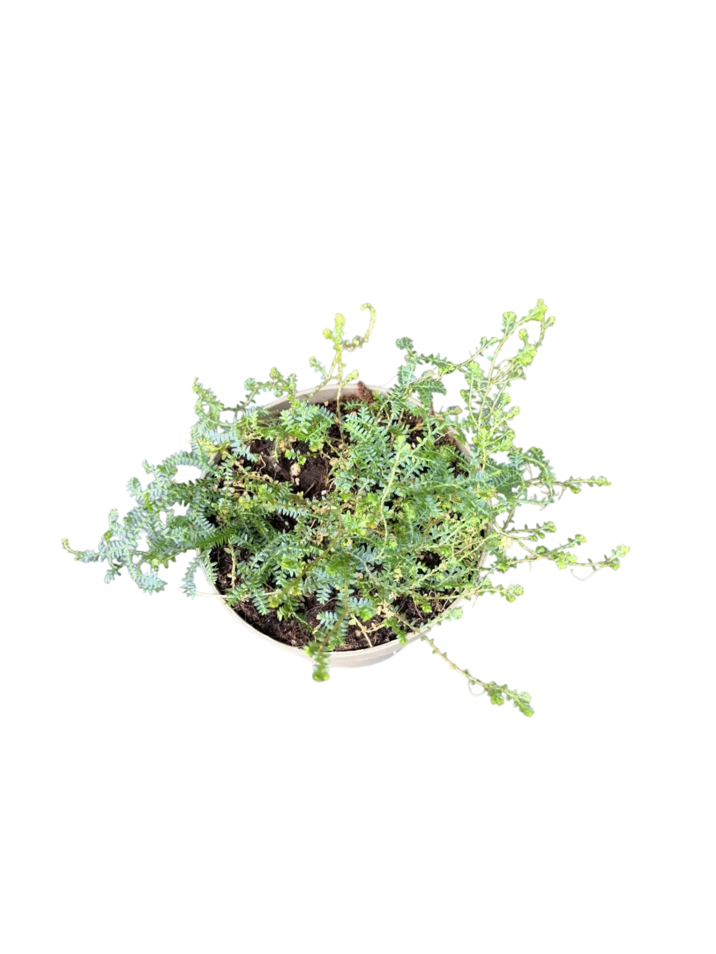 Selaginella uncinata 'Peacock' — Pot Ø 12 cm