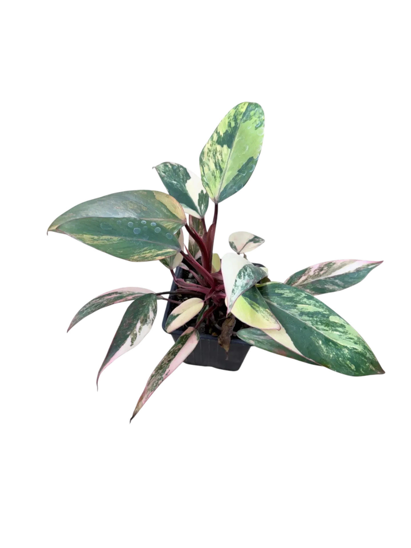 Philodendron erubescens 'Strawberry Shake' — Pot Ø 9 cm