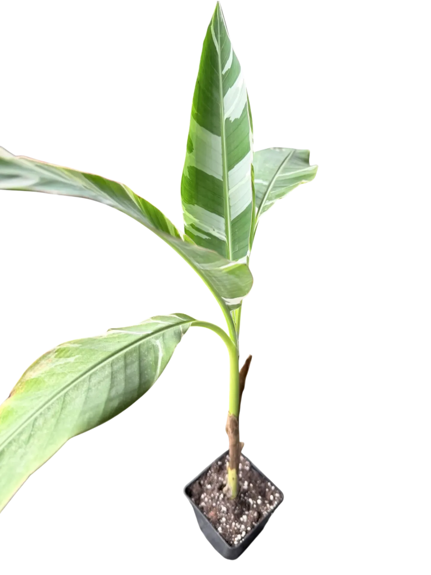 Musa variegata — Pot Ø 11 cm