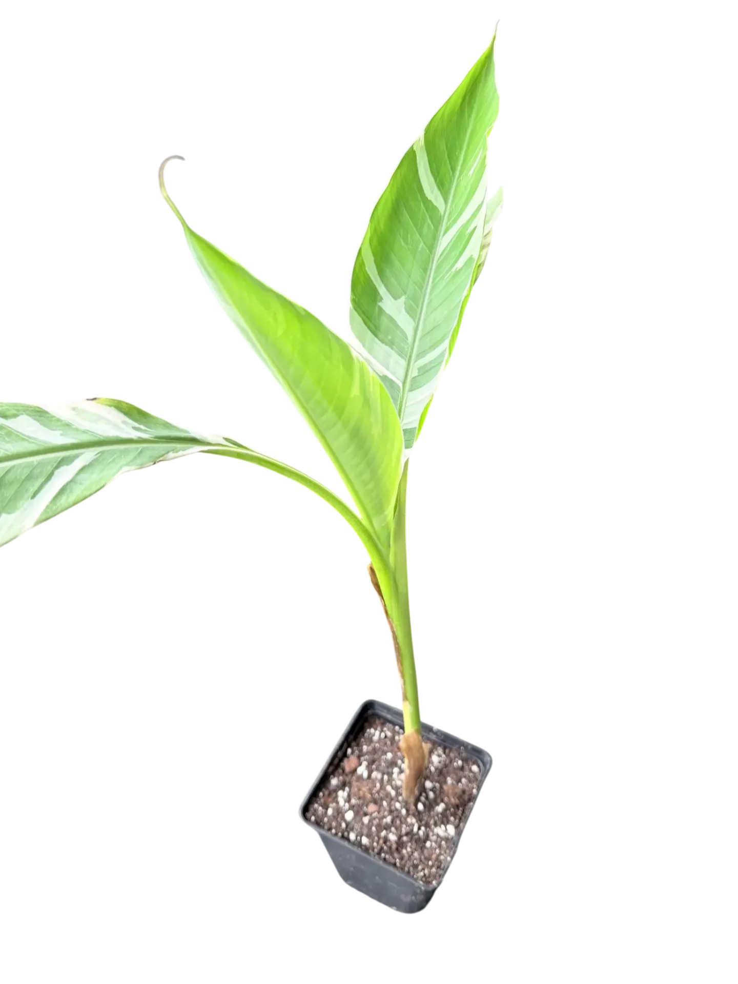 Musa variegata — Pot Ø 11 cm
