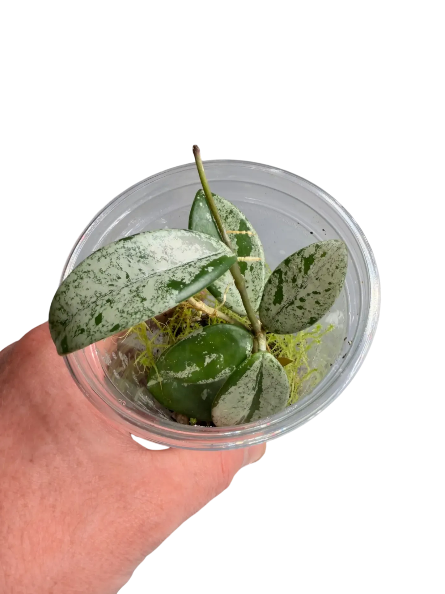 Hoya sp. 'Silver' — Pot Ø 7 cm