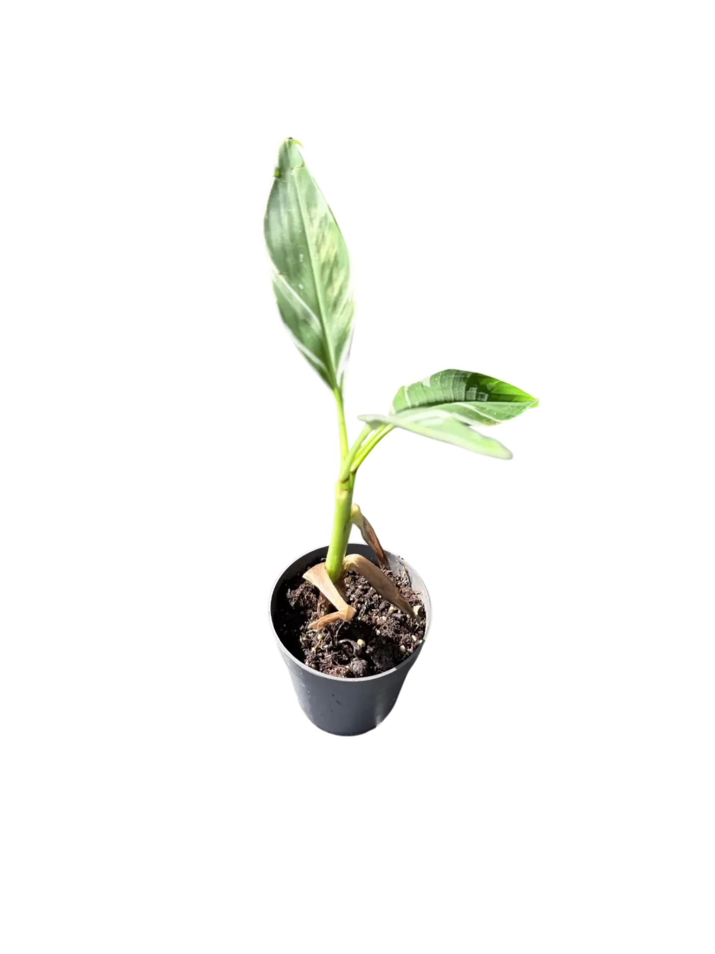 Musa variegata — Pot Ø 7 cm
