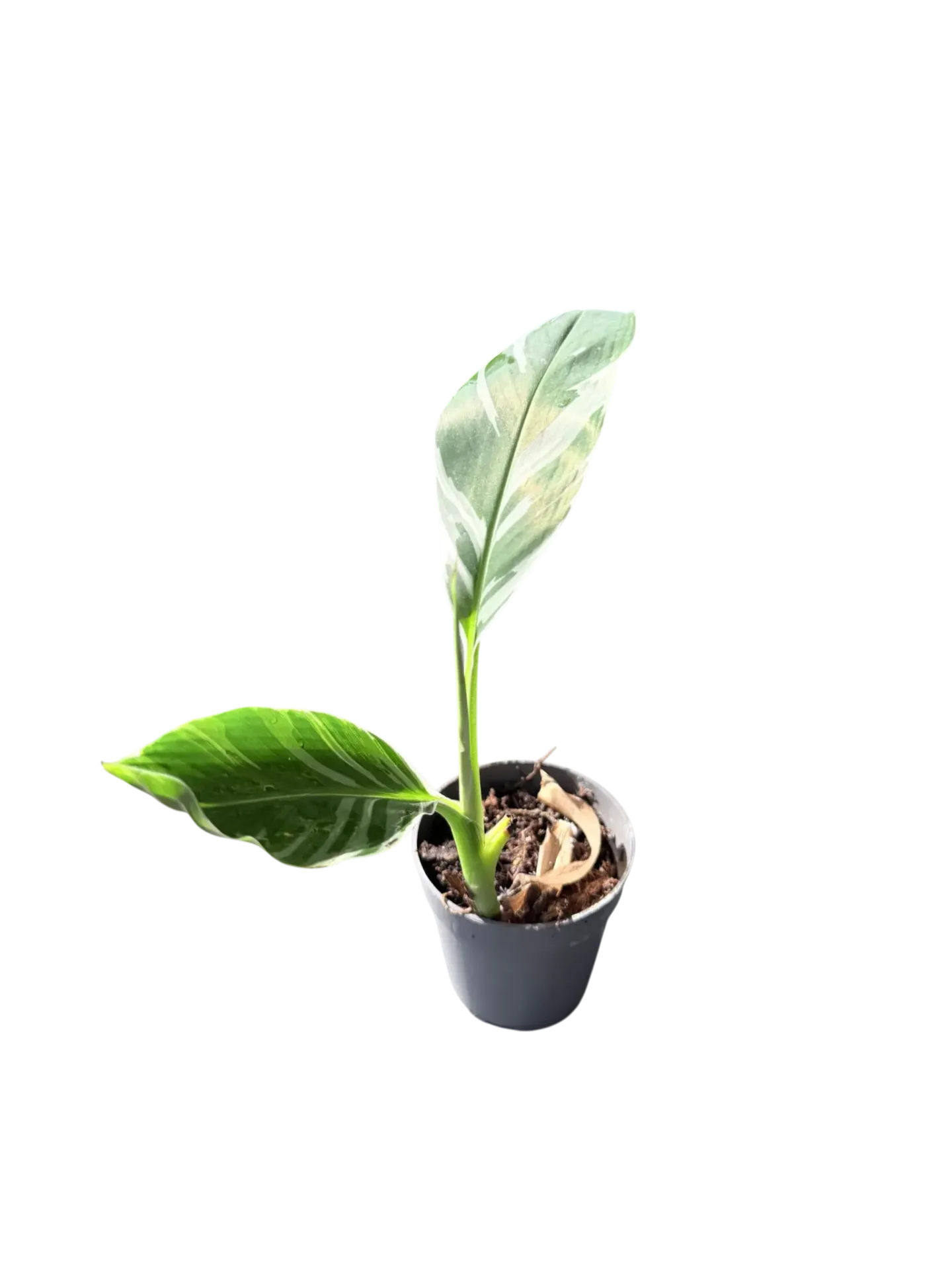 Musa variegata — Pot Ø 7 cm