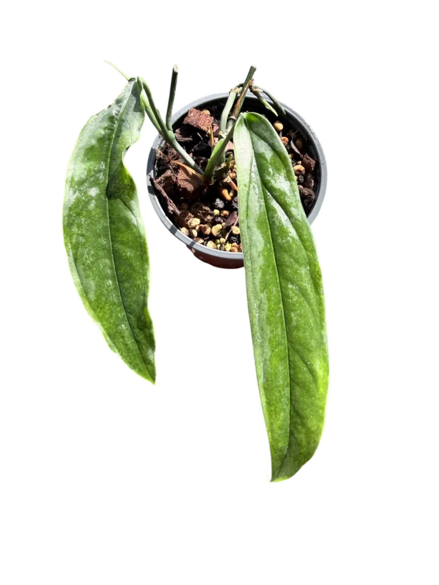 Monstera obliqua 'Yasuni' (jeune plant)— Pot Ø 10 cm