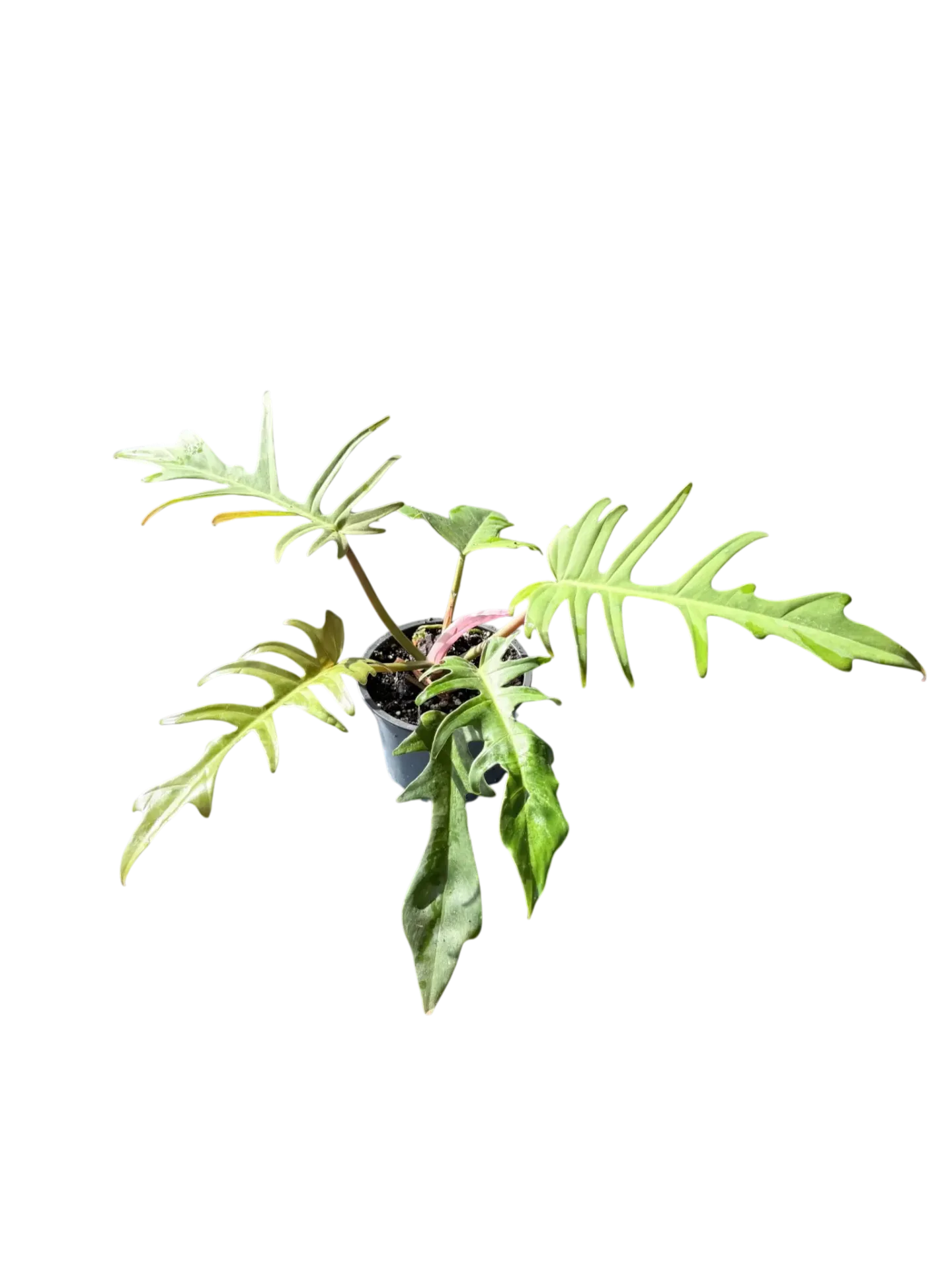 Philodendron 'Florida Green' × tortum — Pot Ø 10 cm