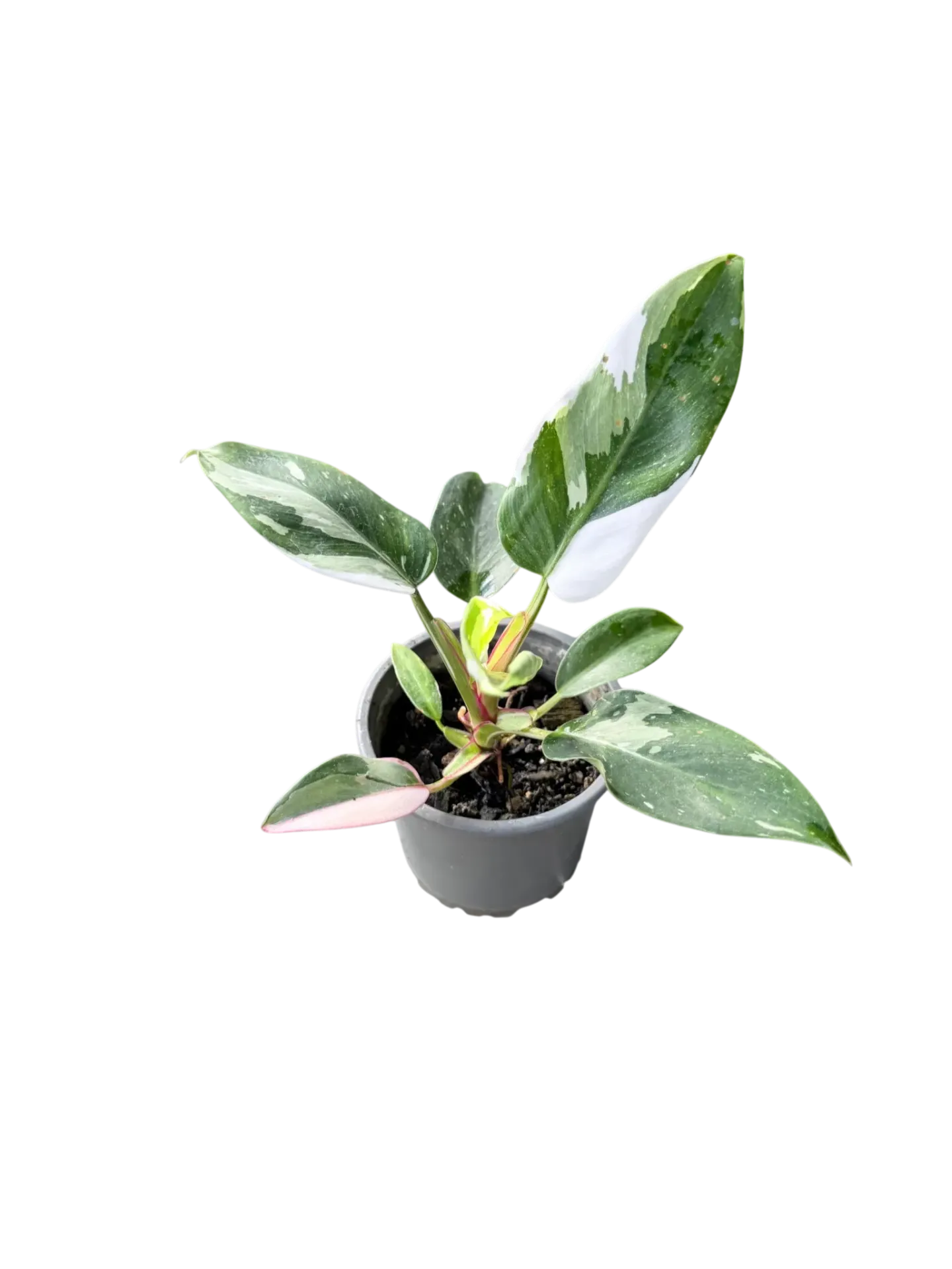 Philodendron White Knight — Pot Ø 10 cm
