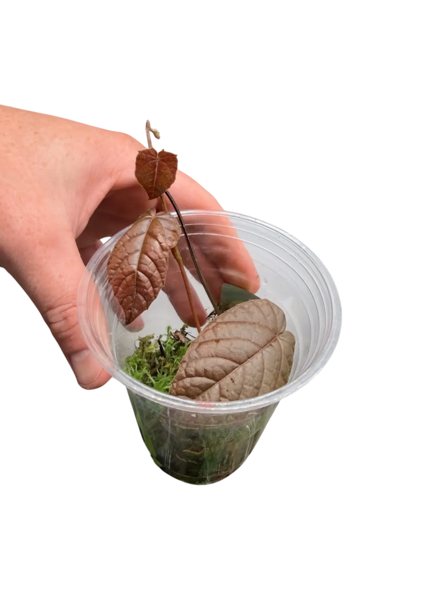 Pterisanthes sp. 'Batman'