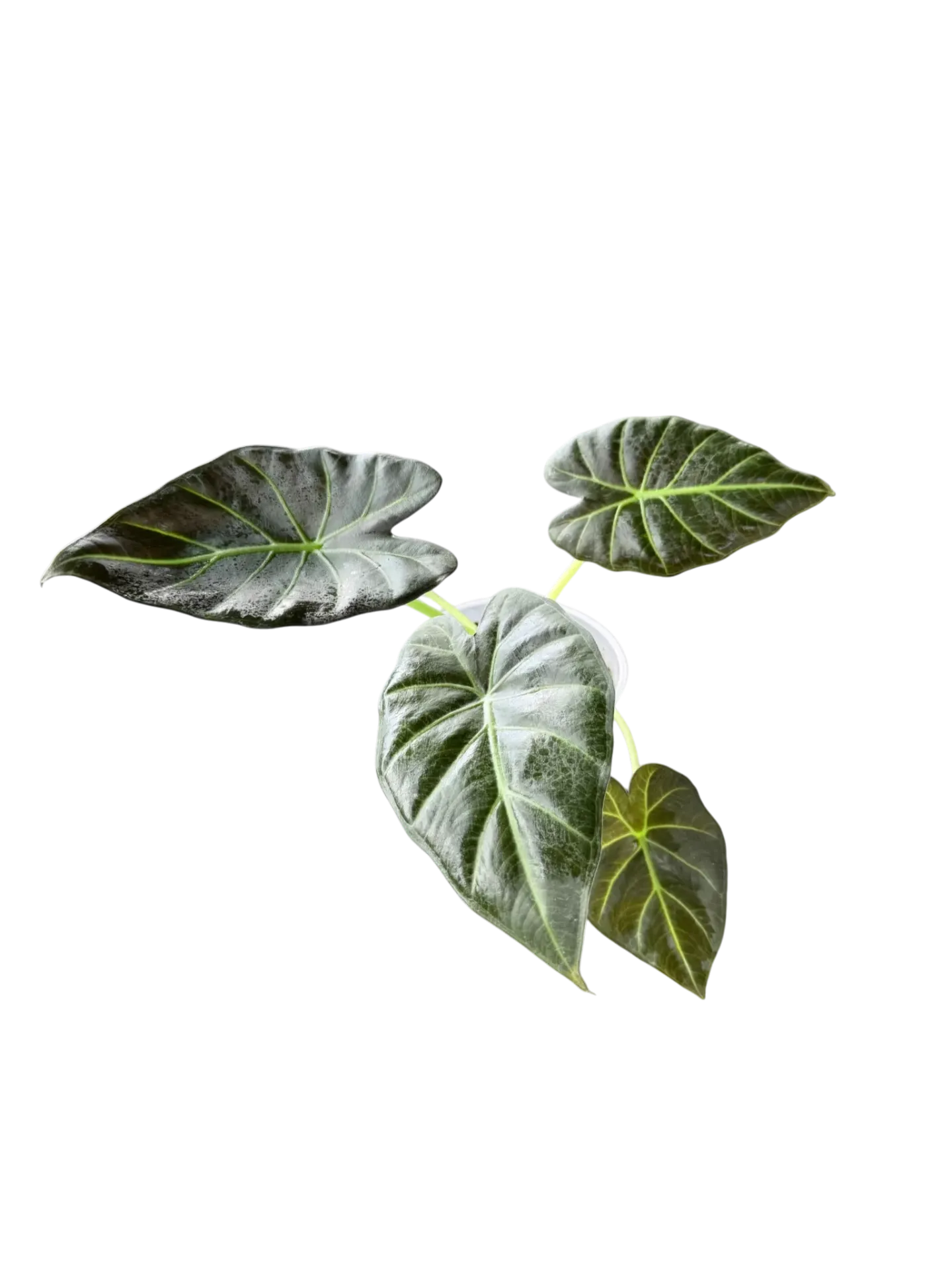 Alocasia x 'Regal Shield' — Pot Ø 10 cm