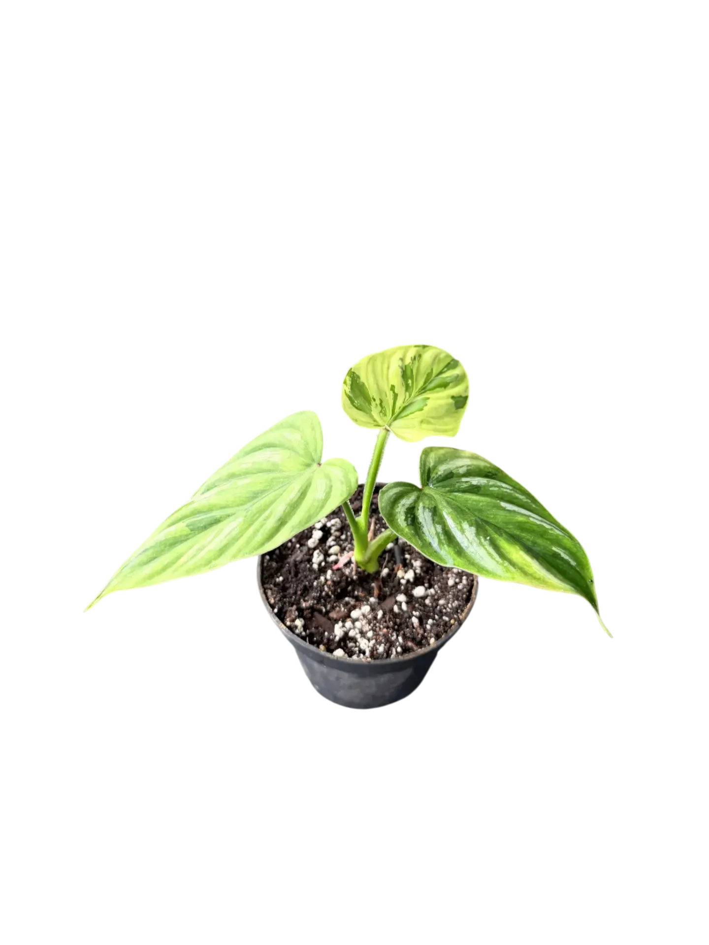 Philodendron mamei variegata — Pot Ø 10 cm