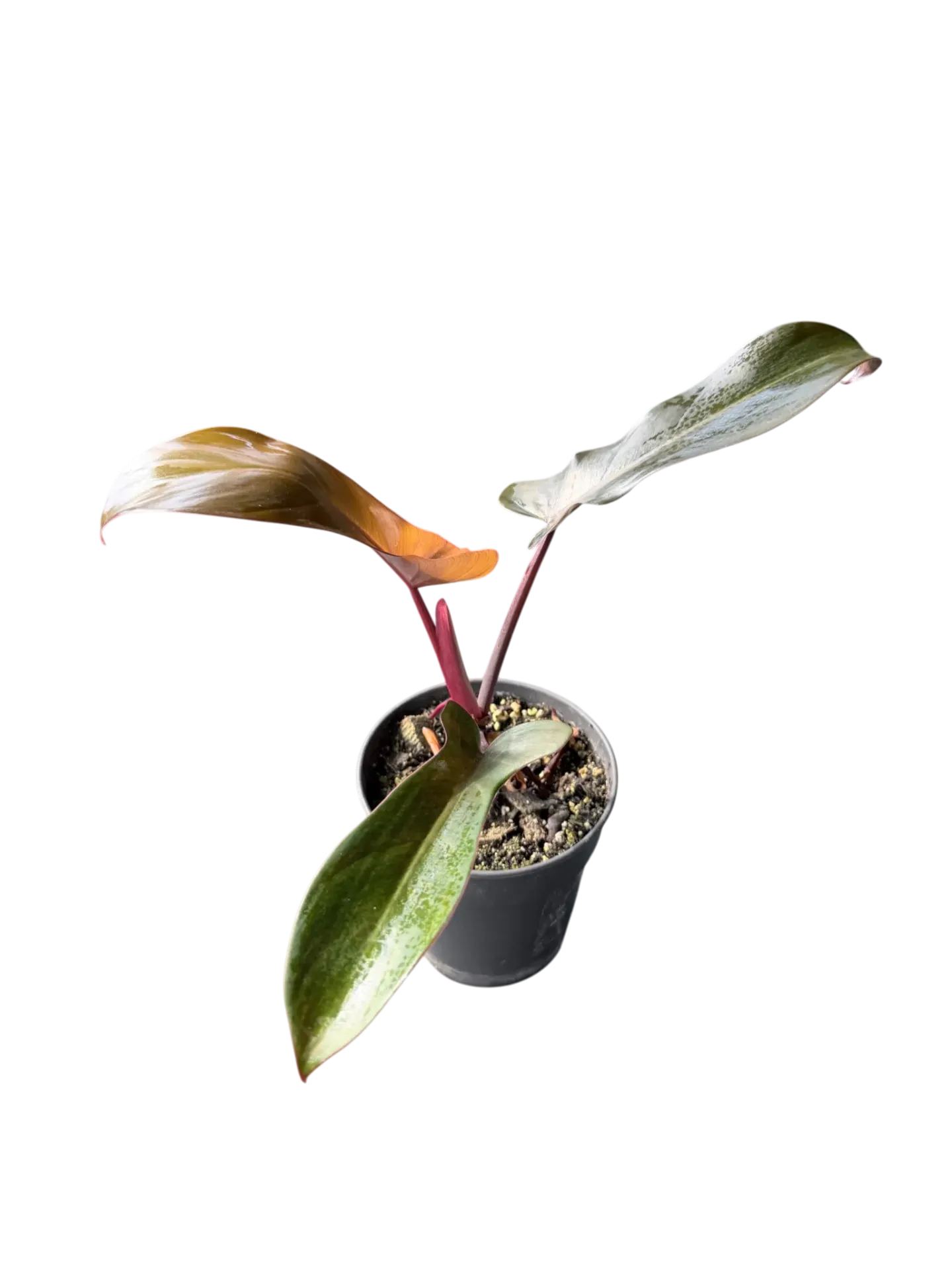 Philodendron 'Florida Bronze' — Pot Ø 12 cm
